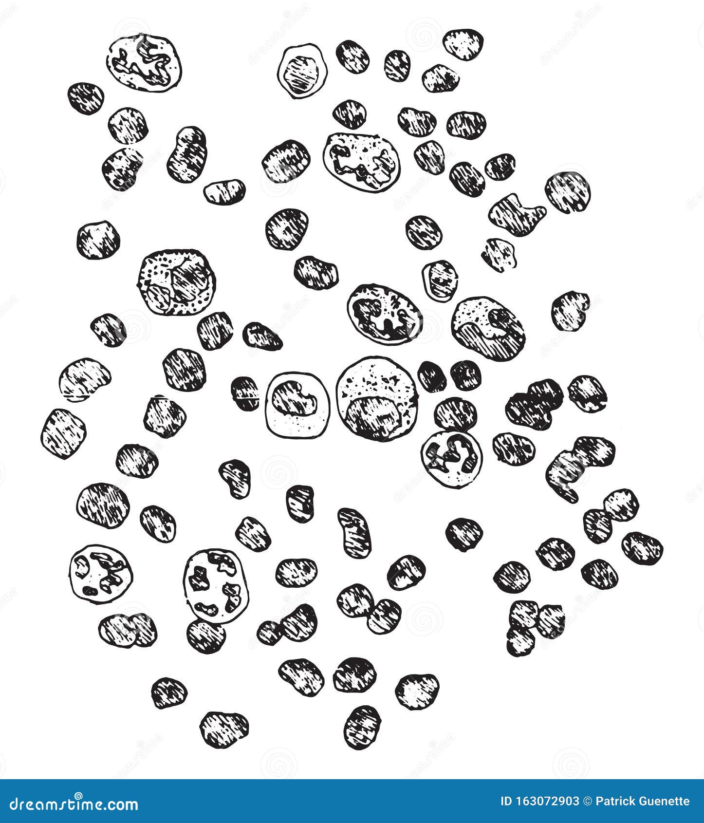 diagrammatic representation of leukocytes, vintage engraving
