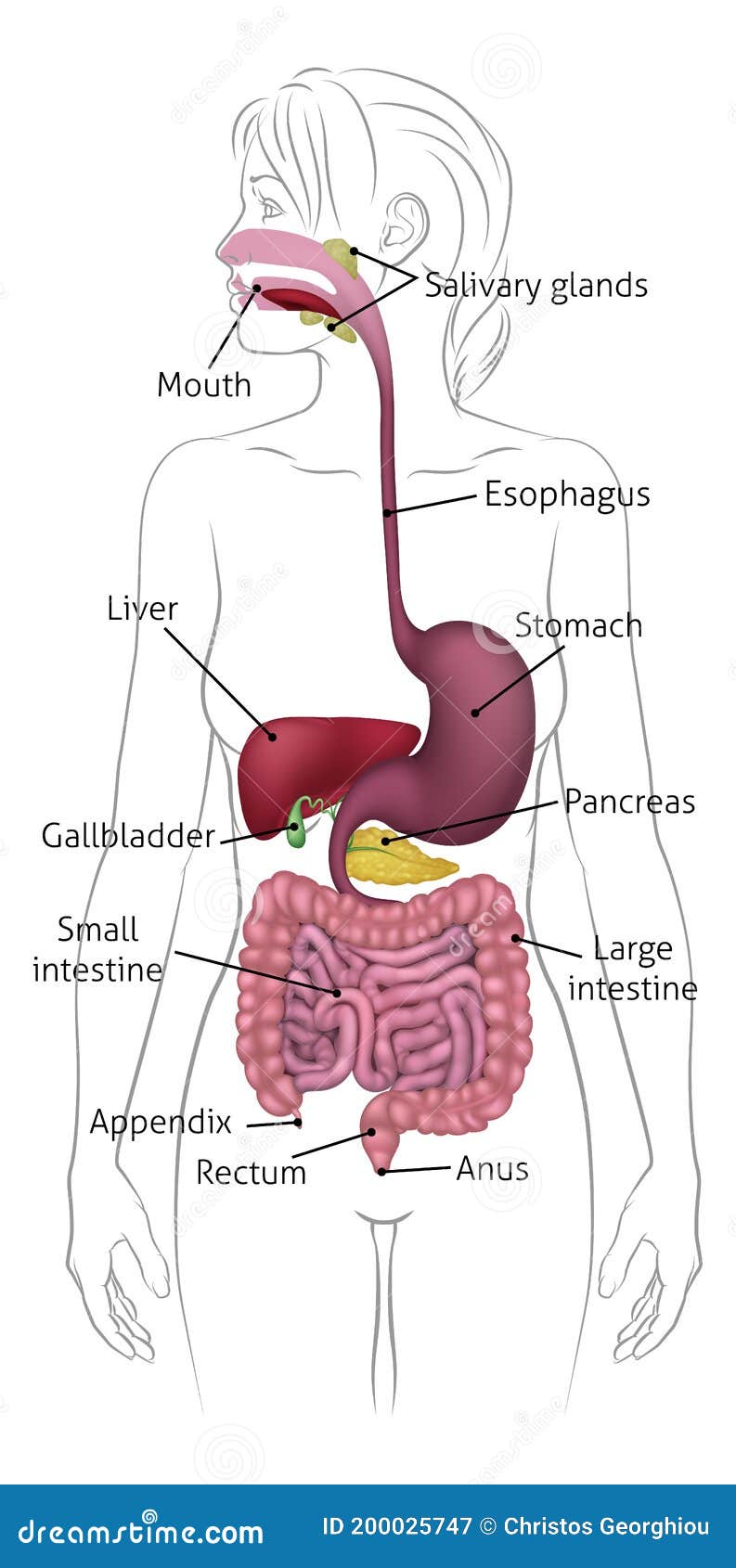 Diagramme D Anatomie De Femme D Appareil Digestif Humain Illustration De Vecteur Illustration Du Intestin Flore