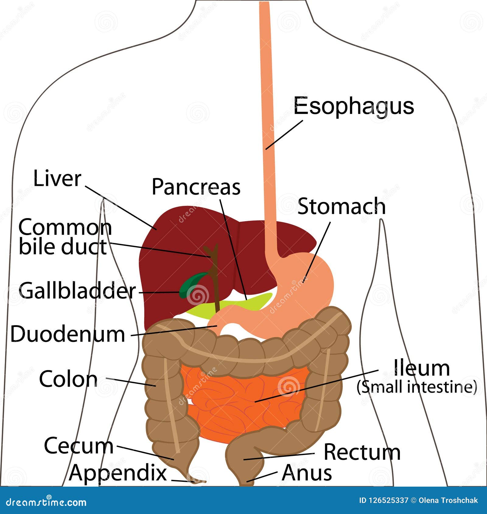 Schéma De L'appareil Digestif Humain Diagramme D'appareil Digestif Organes Digestifs à Un Corps Humain