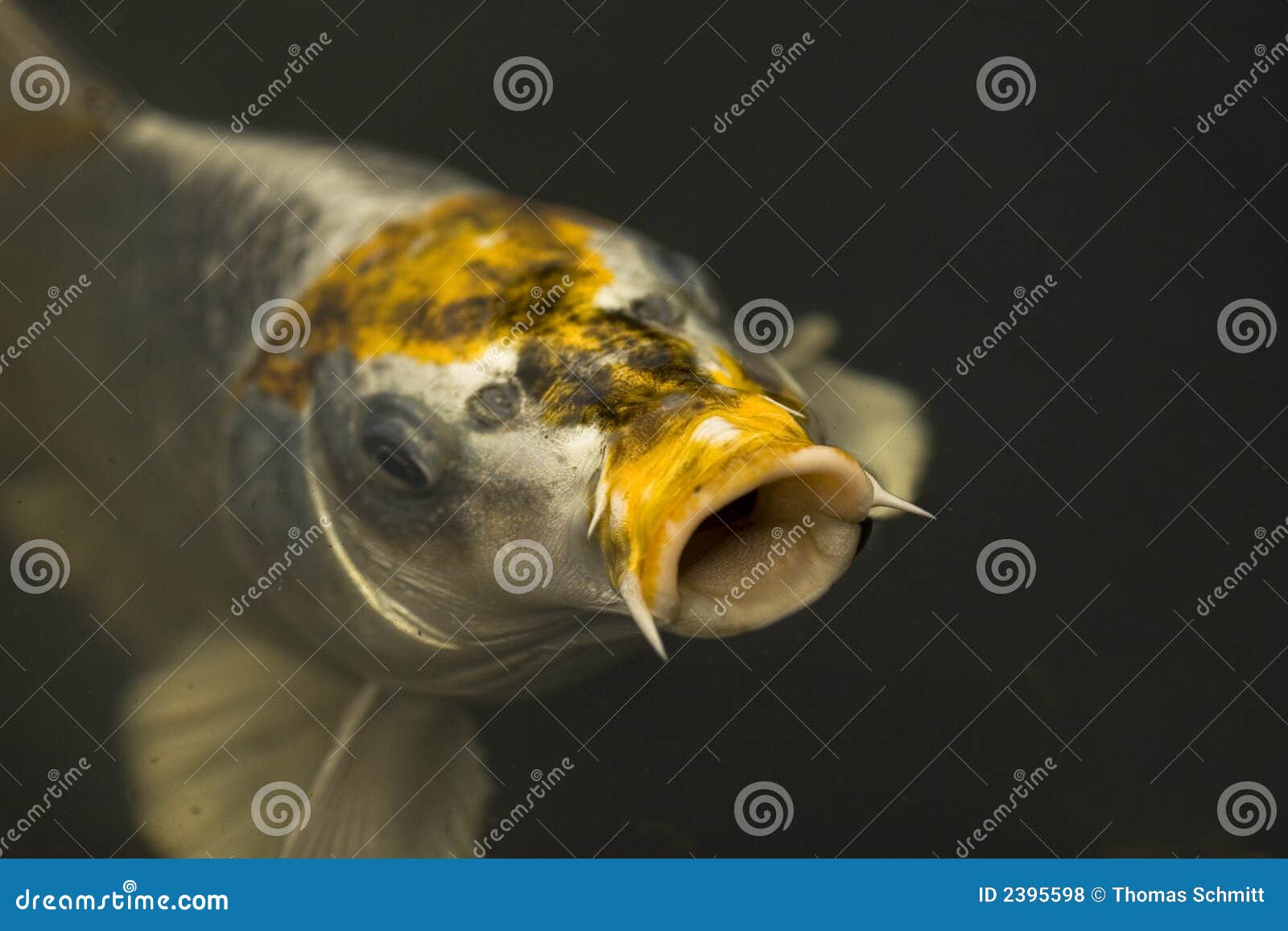 Diamant Koi stockfoto. Bild von hintergrund, farben, 2395598