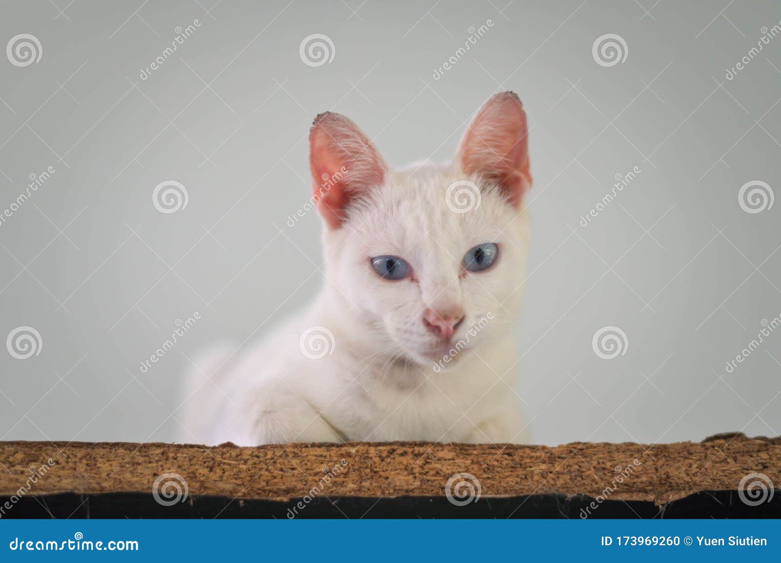 Diamond Eye Cat Khao Manee Is A Rare Breed Of Cat Originating In Thailand Which Has An Ancient Ancestry Tracing Back Hundreds Stock Photo Image Of Looking Khao 173969260