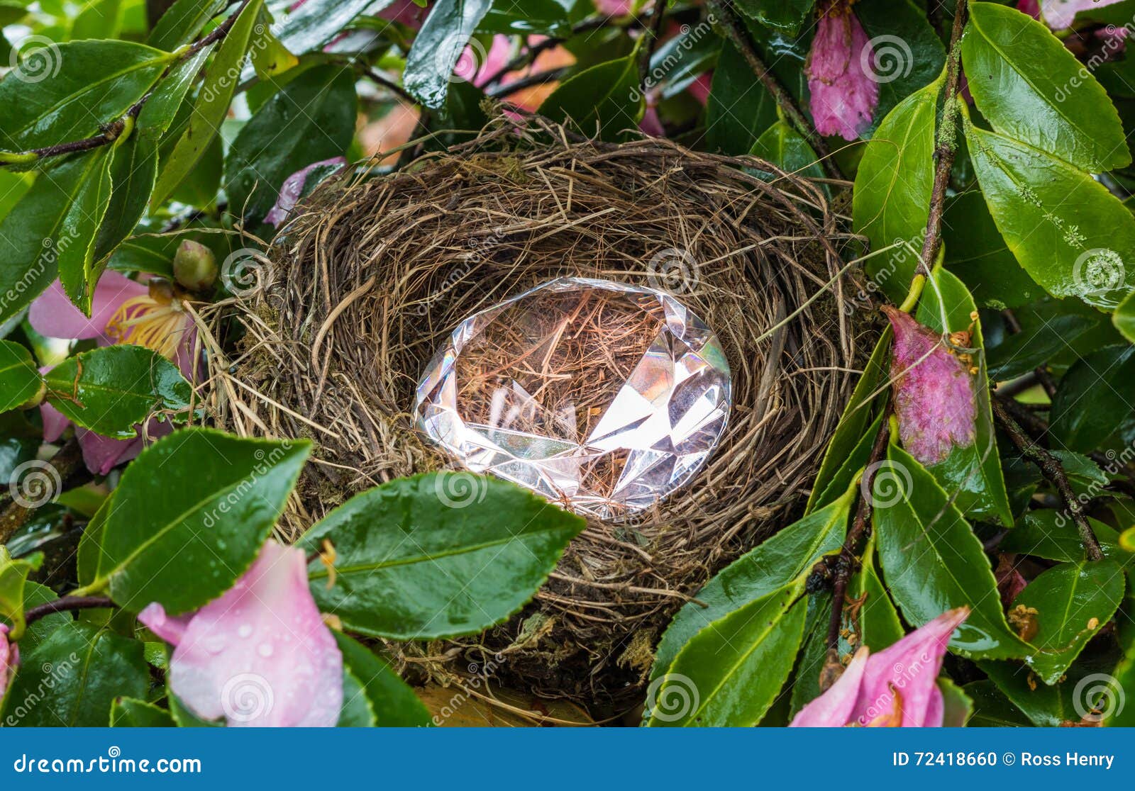 Diamond Nest stock photo. Image of wealth, clear, stone 72418660