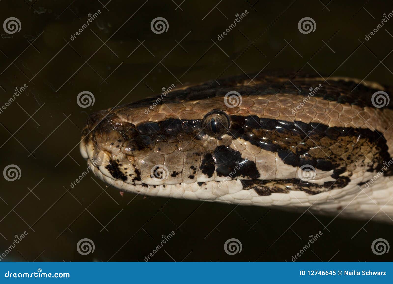 Diamond Python Morelia Spilota Stock Image Image of blood, dangerous