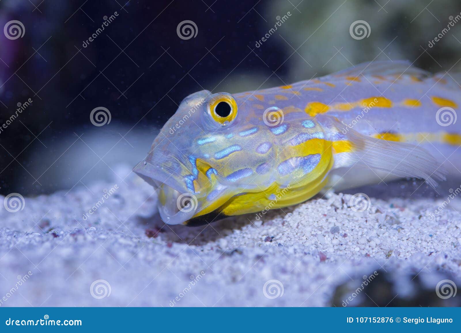 4,087 Fotos de Stock de Goby - Fotos de Stock Gratuitas e Sem Fidelização a  partir da Dreamstime, image size:1600x1157
