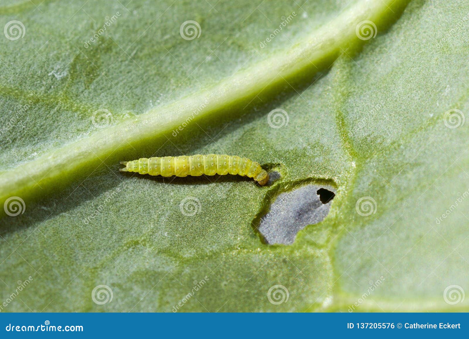 Diamond Back Moth Caterpillar Stock Photos Free & RoyaltyFree Stock