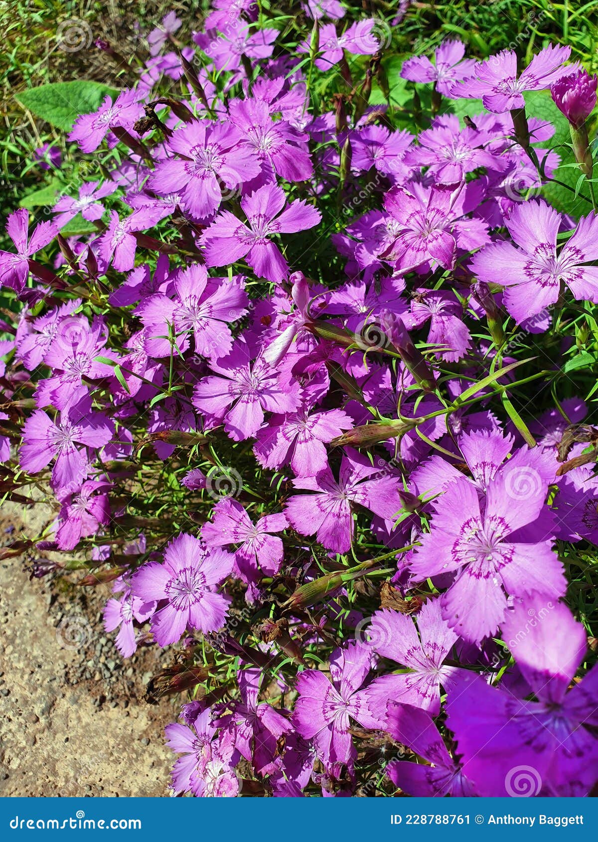 Dianthus Amurensis `siberian Blue` Stock Image Image Of Garden Blue 228788761