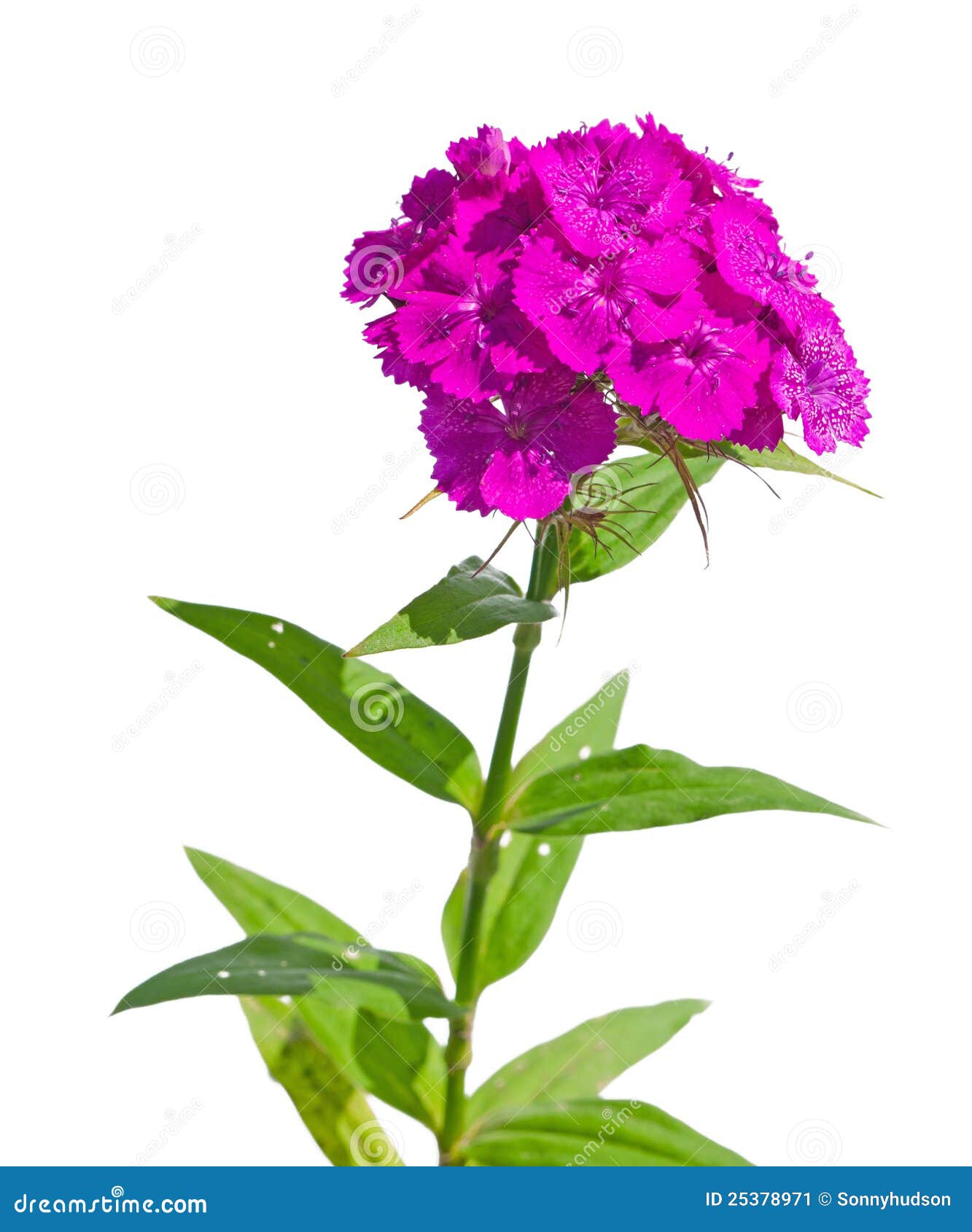 Dianthus Barbatus - William. Blur Background Stock Photo ...