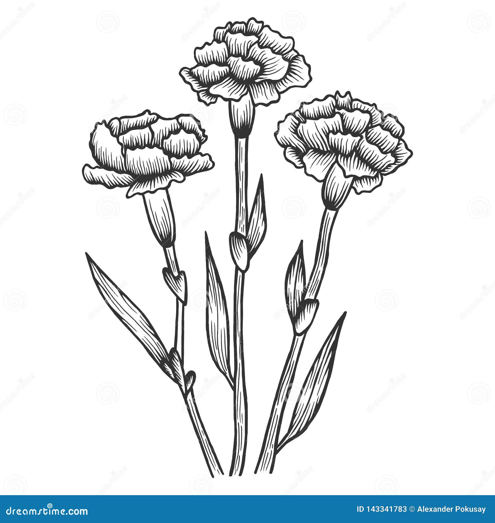 Dianthus Carnation Flowers Sketch Engraving Vector Stock Vector ...