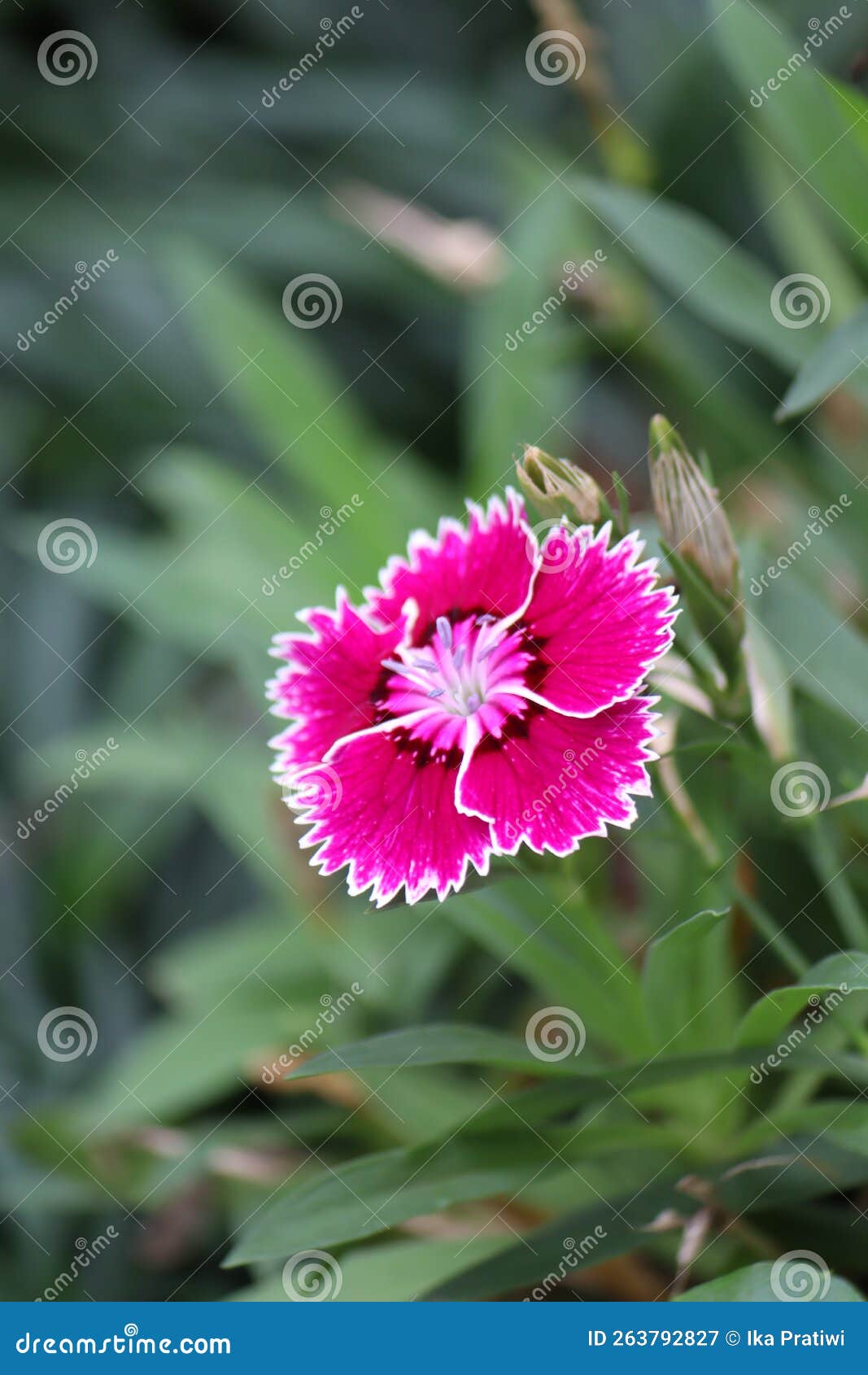 white-pink gradations of clavel plant flower (dianthus caryophyllus) on vertical photo format