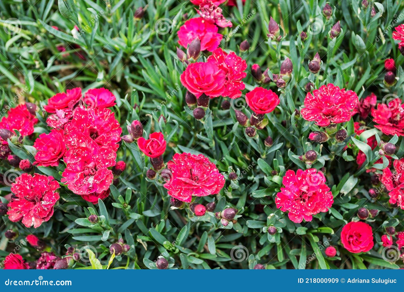 Clove Pink Stock Photography 21581654