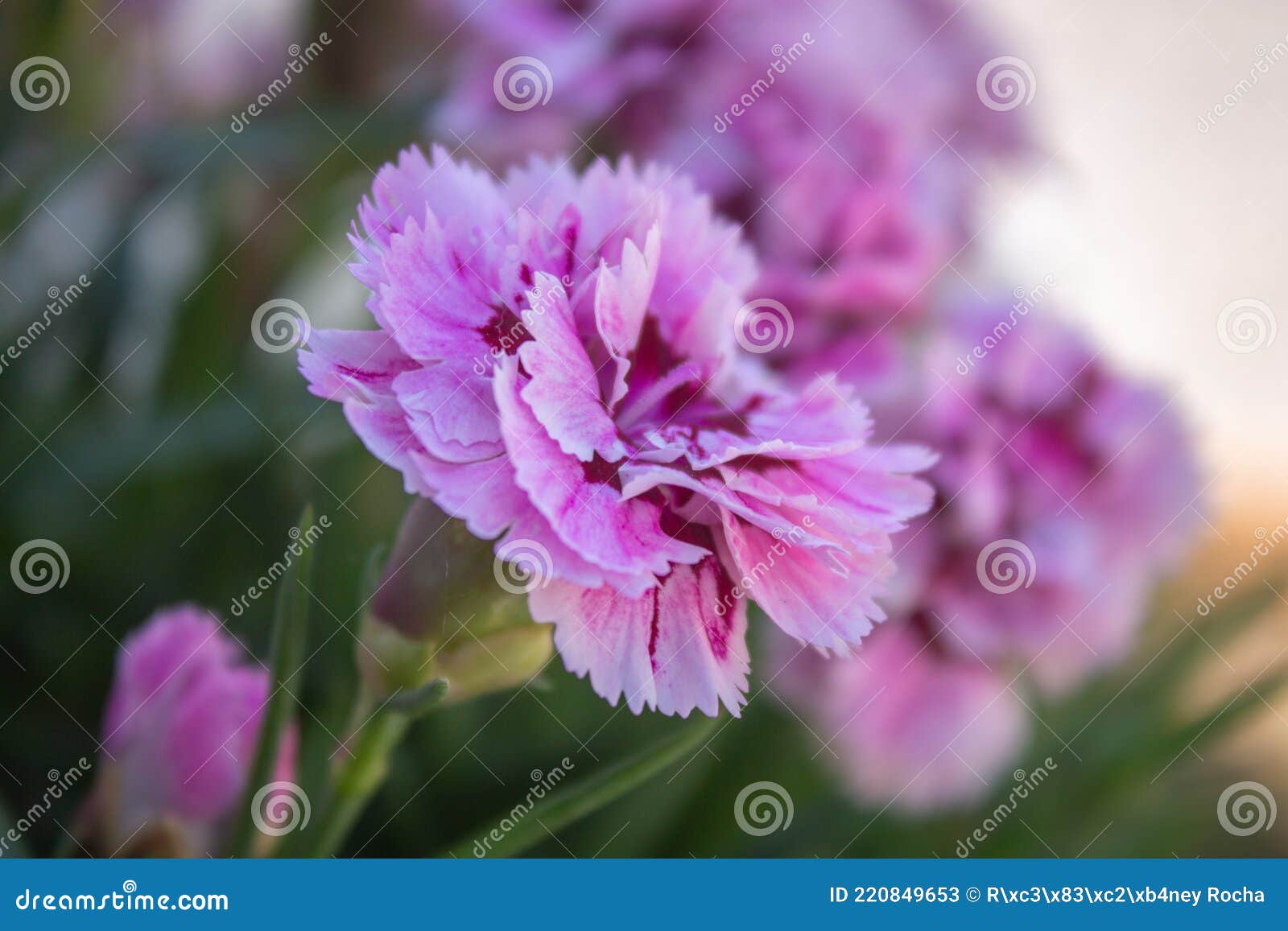 dianthus caryophyllus - cravo - cravo-de-rosa