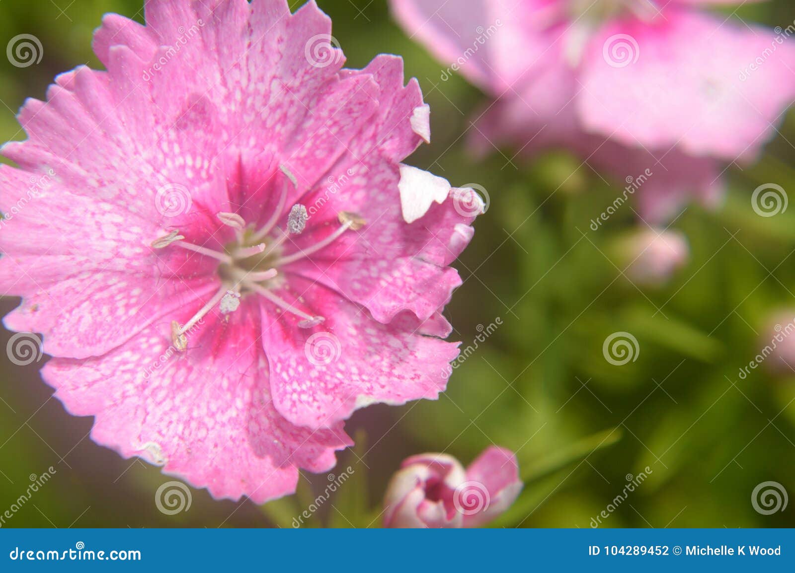 Dianthus Chinensis China Pink Closeup Stock Photo - Image of ...