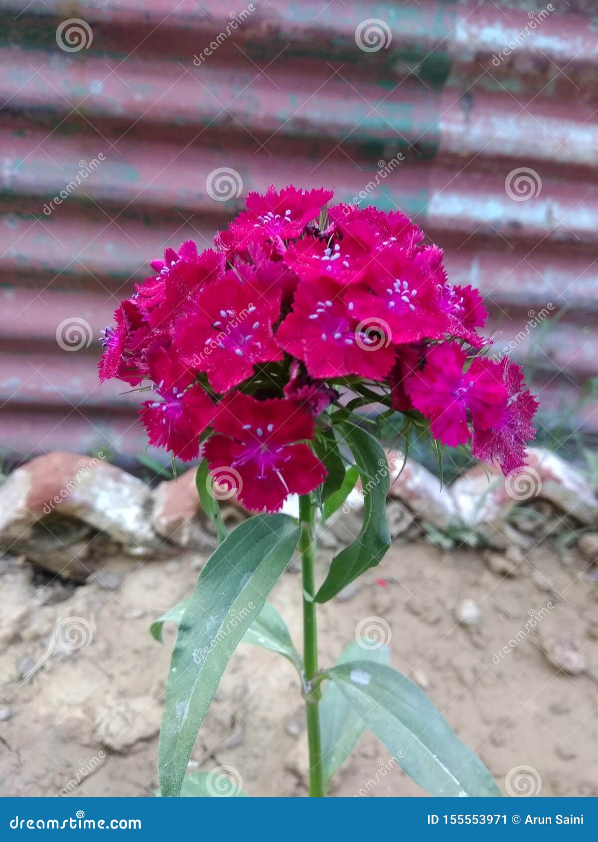Dianthus Flowers Dianthus Spp Are Also Called Pinks Stock Image Image Of Three Beautiful 155553971