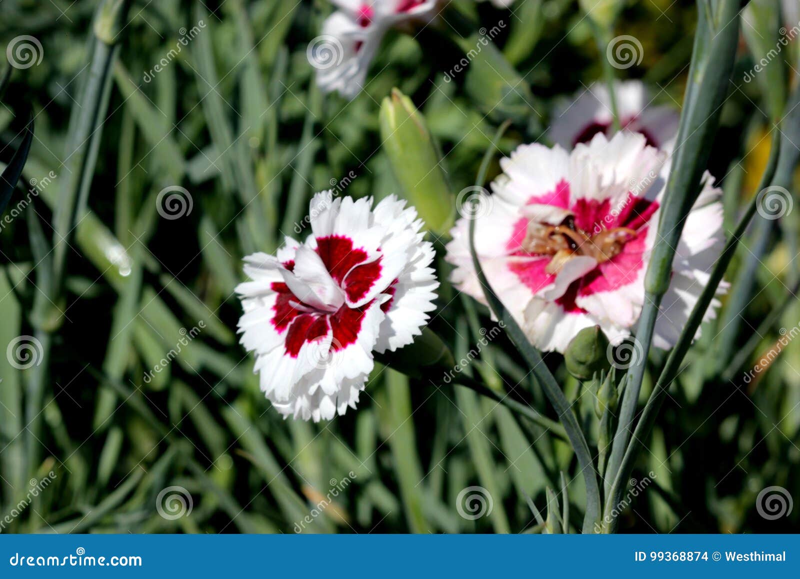 Dianthus ` Kokosnuss-Überraschung `, Kulturvarietät mit den gekräuselten klaren weißen Blumenblättern wirbelte mit tiefen Burgunder-Mitten kompaktes langes Blühen mit würzigem Duft