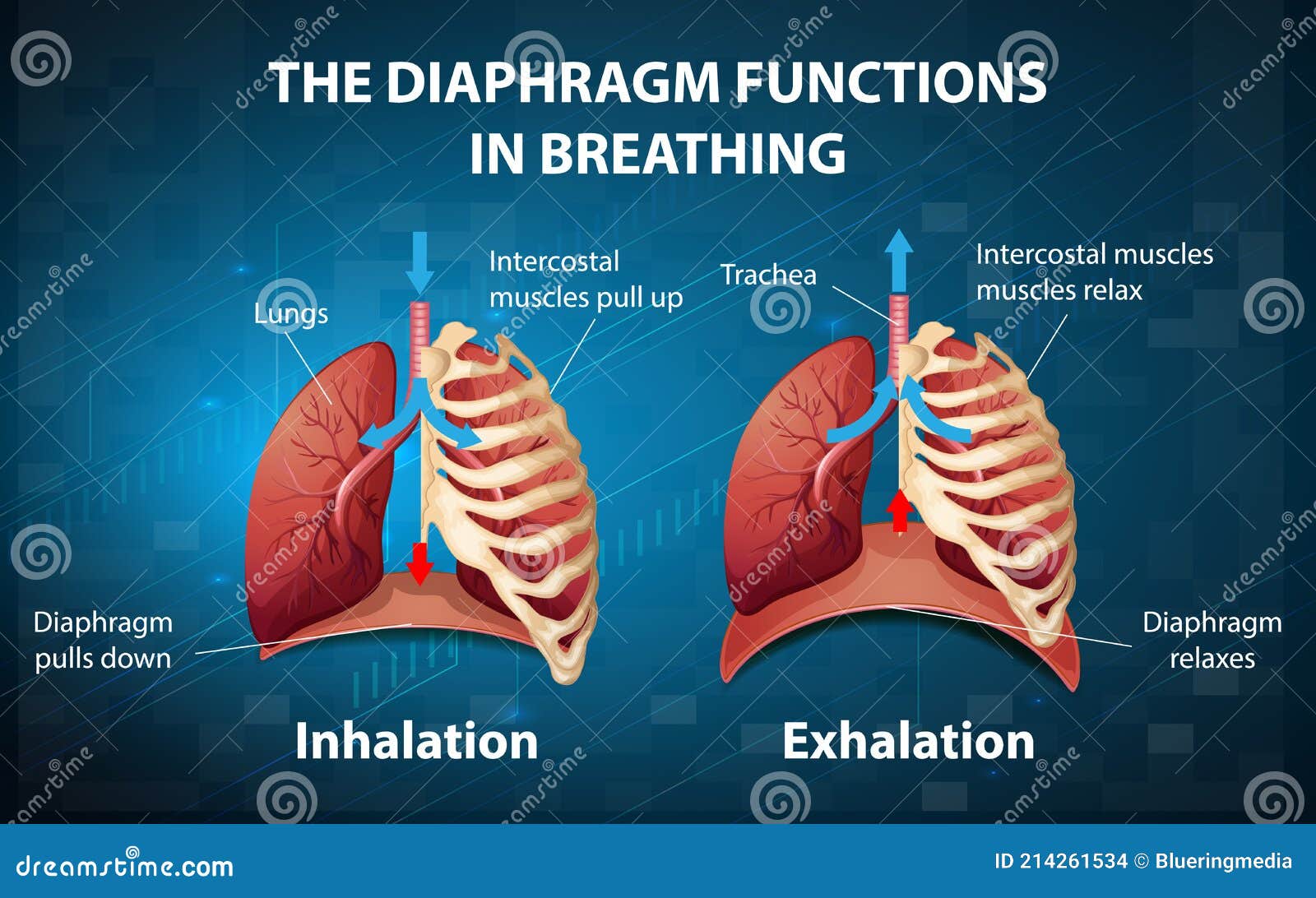 The Diaphragm Functions in Breathing Stock Vector Illustration of