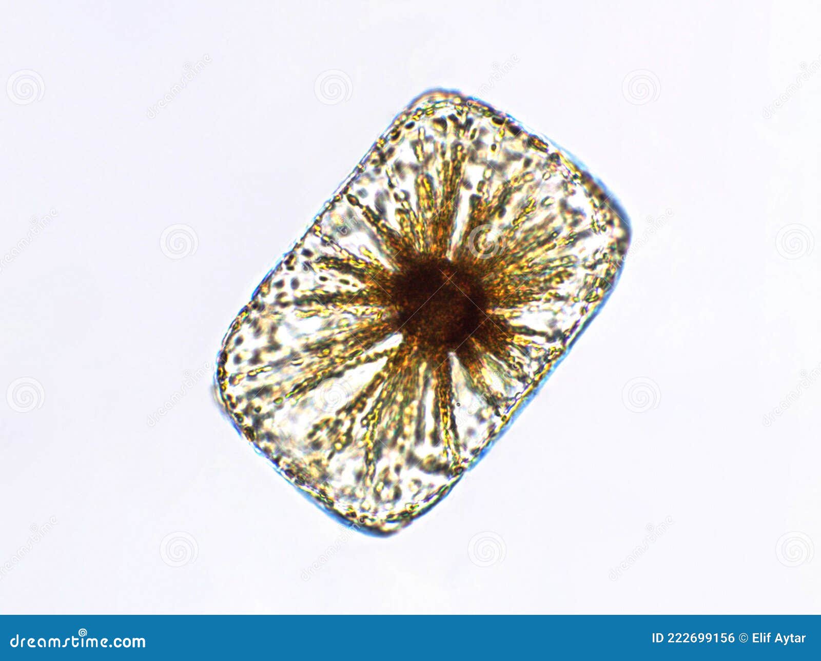 Diatom Algae Under Microscopic View, Freshwater Stock Photo Image of