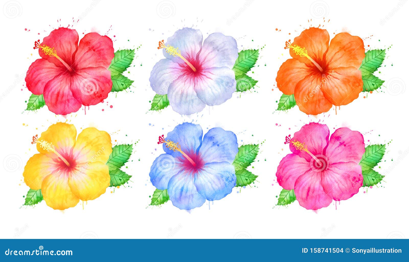 Dibujo Acuarela De Flores De Hibiscus Stock de ilustración - Ilustración de  resorte, hawai: 158741504