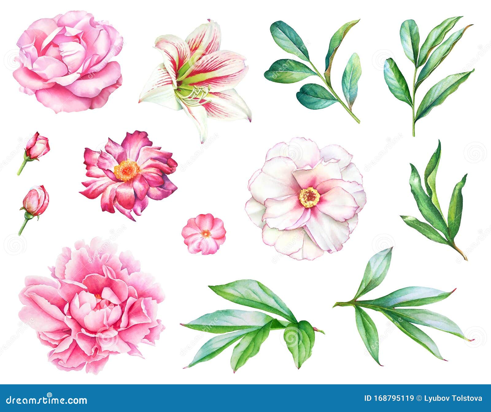 Dibujo Acuarela De Flores De Jardín Rosas Y Blancas Con Hojas Stock de  ilustración - Ilustración de realista, saludo: 168795119