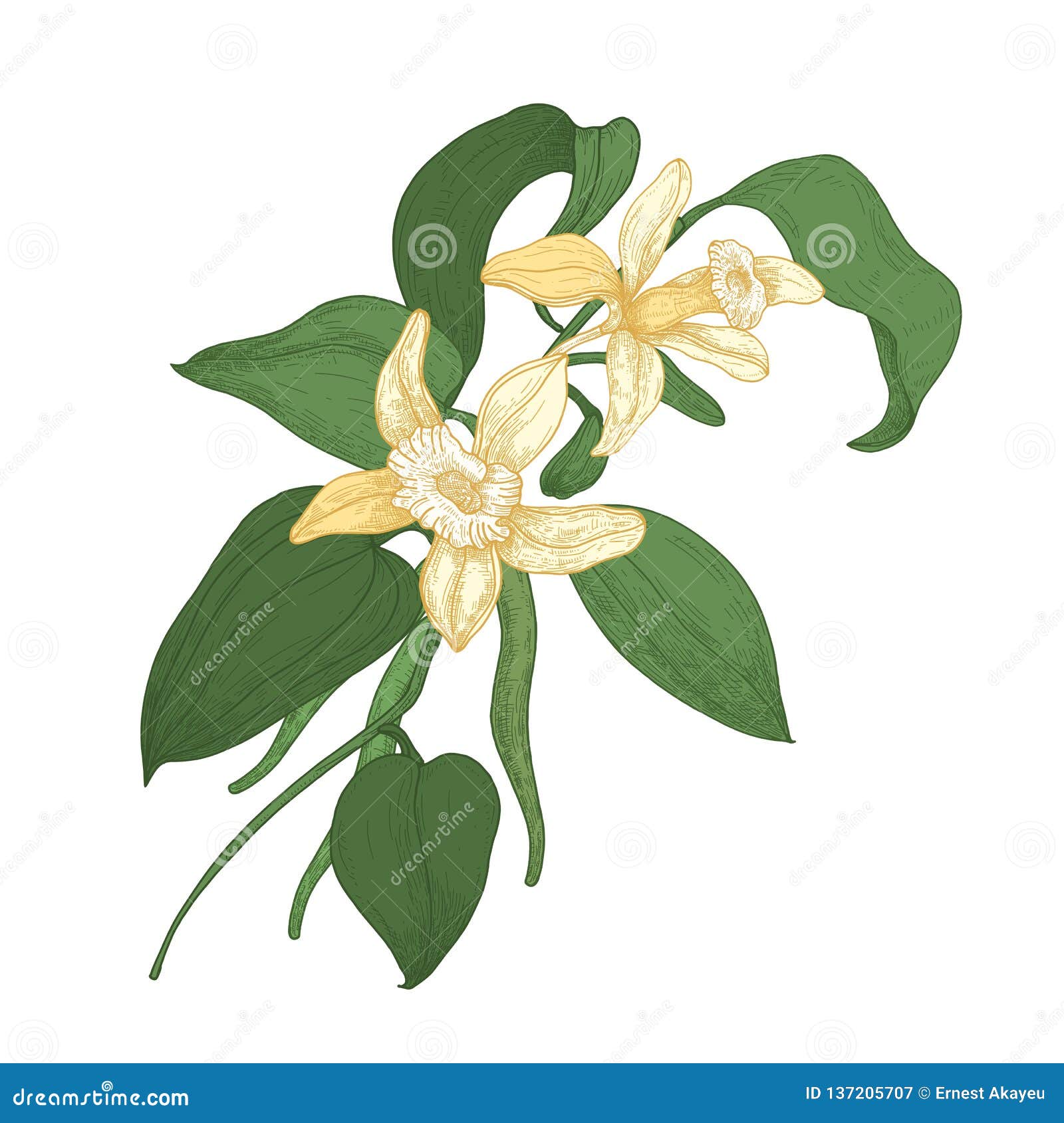 pix Imagenes De Vainilla Para Colorear rama de la planta de la vainilla