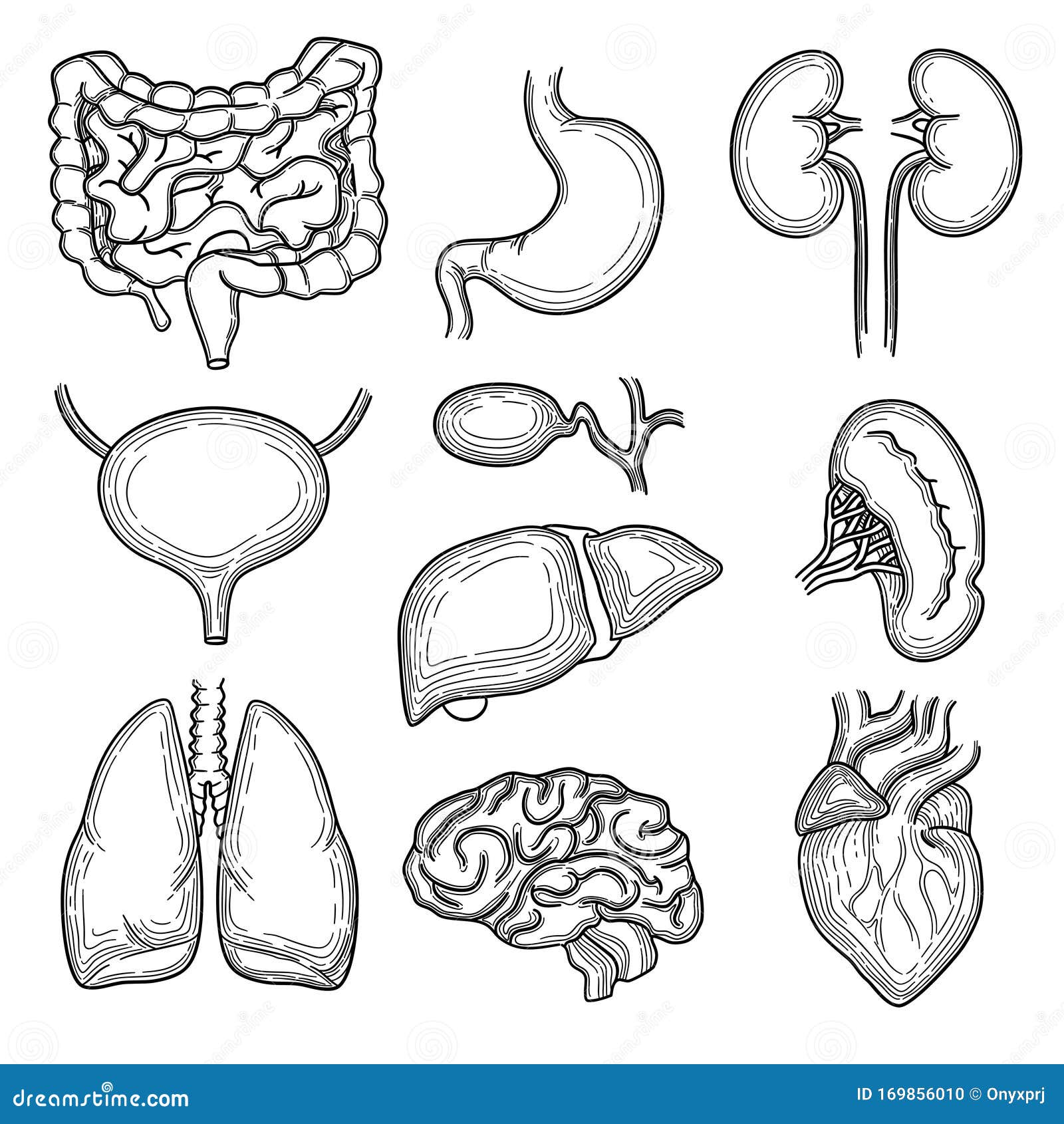 Dibujo De órganos Humanos Piezas Del Cuerpo Del Corazón Del Riñón Del Cerebro Anatomía Del Estómago Dibujadas a Mano Ilustración del Vector - Ilustración de objeto, intestino: 169856010 Dibujo De órganos Humanos Piezas Del Cuerpo Del Corazón Del Riñón Del Cerebro Anatomía Del Estómago Dibujadas a Mano Ilustración del Vector - Ilustración de objeto, intestino: 169856010