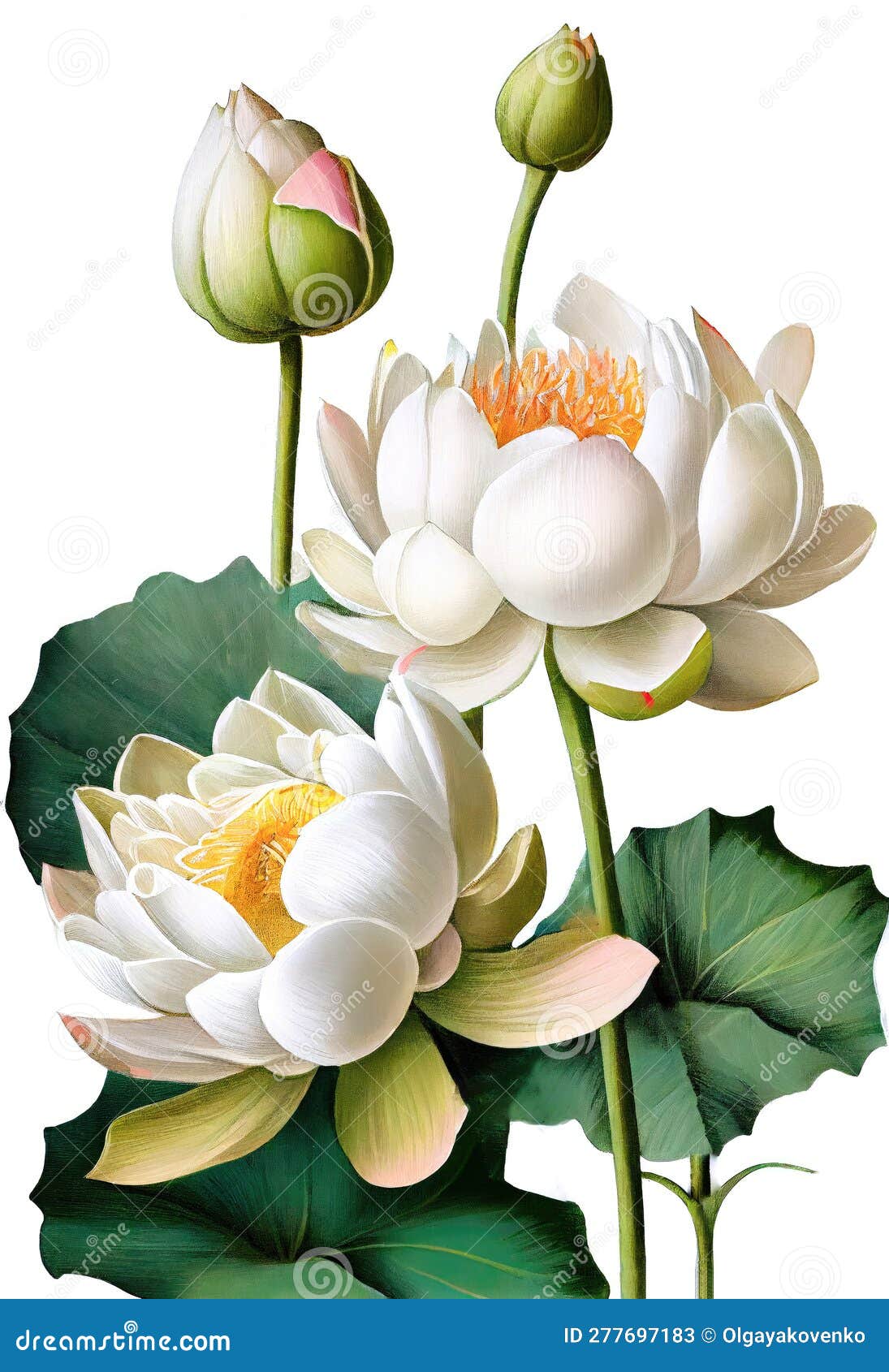 Dibujo De Flor De Loto Blanco Aislado En Fondo Blanco. Generación De Ai Con  Estilo De Mano De Acuarela Imagen de archivo - Imagen de mano, flora:  277697183