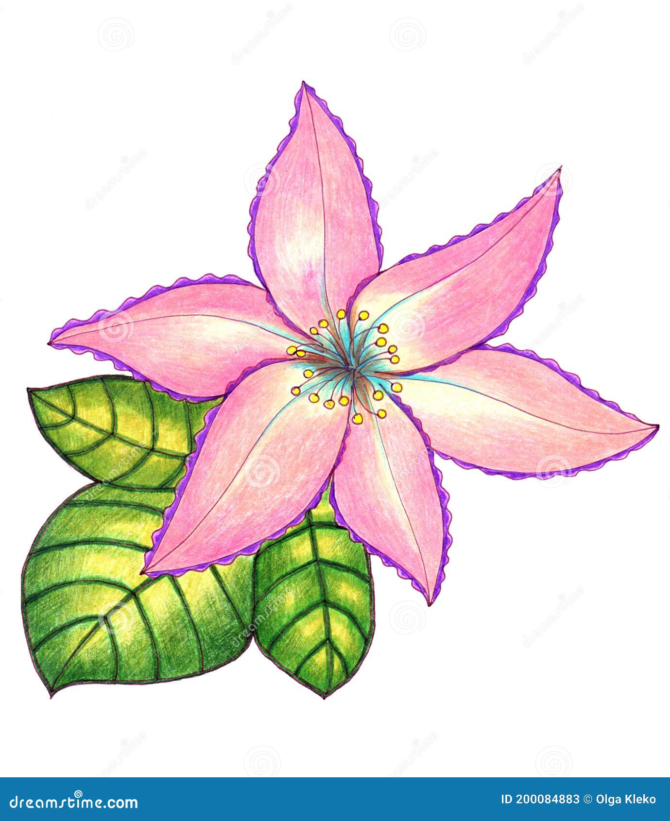 Dibujo De Flores En Lápices De Colores Sobre Fondo Blanco Stock de  ilustración - Ilustración de vendimia, planta: 200084883
