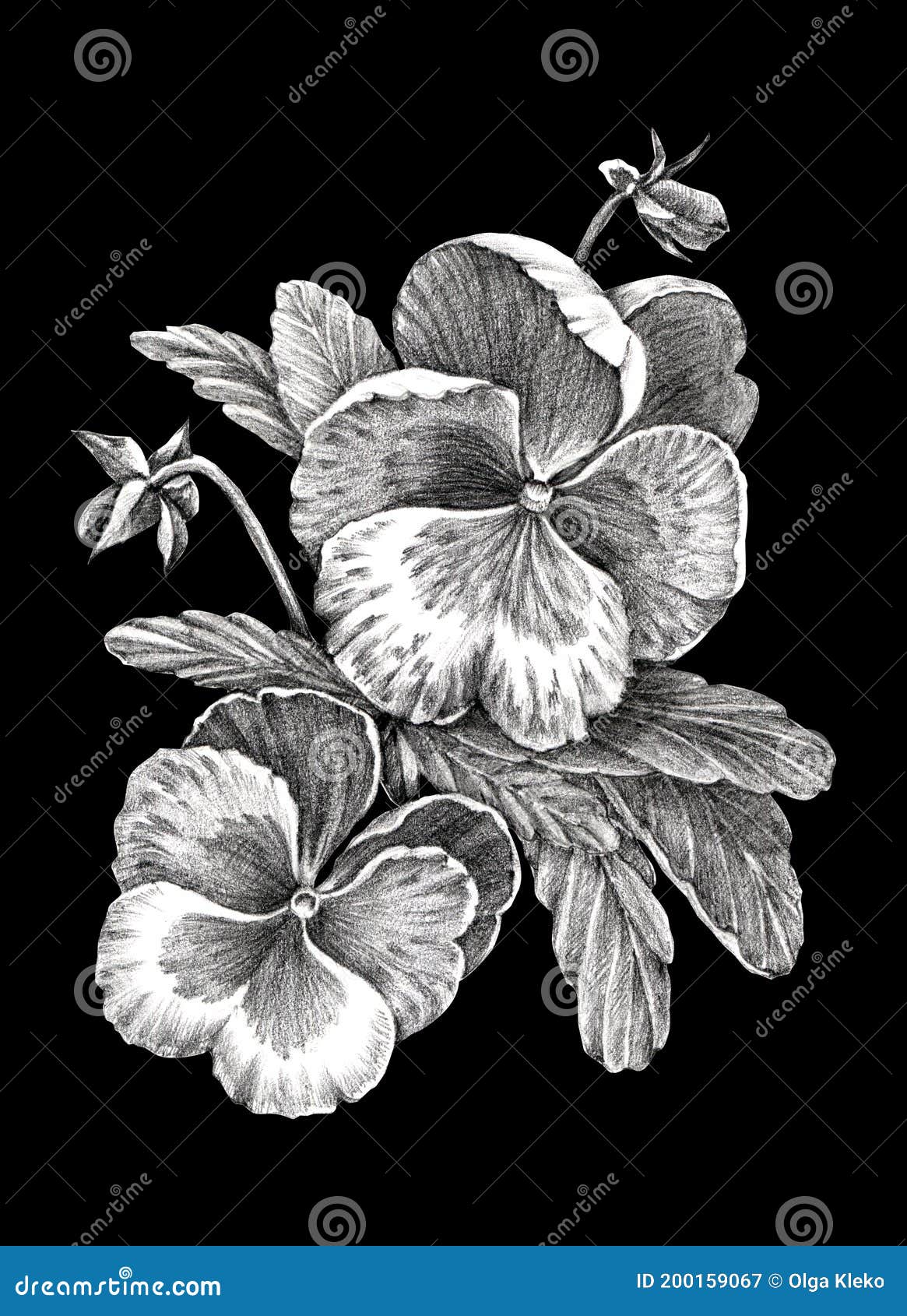 Dibujo De Flores En Lápiz De Grafito Sobre Fondo Negro Stock de ilustración - Ilustración de folclore, hierbas: 200159067 Dibujo De Flores En Lápiz De Grafito Sobre Fondo Negro Stock de ilustración - Ilustración de folclore, hierbas: 200159067
