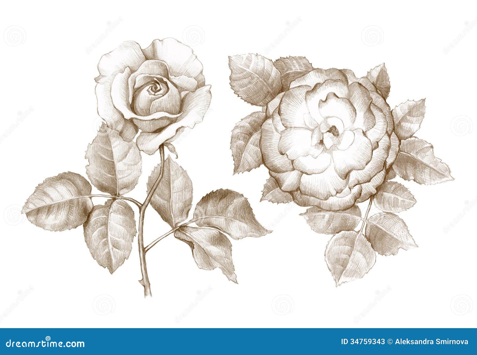 Dibujo de lápiz de rosas stock de ilustración. Ilustración de envejecido -  34759343