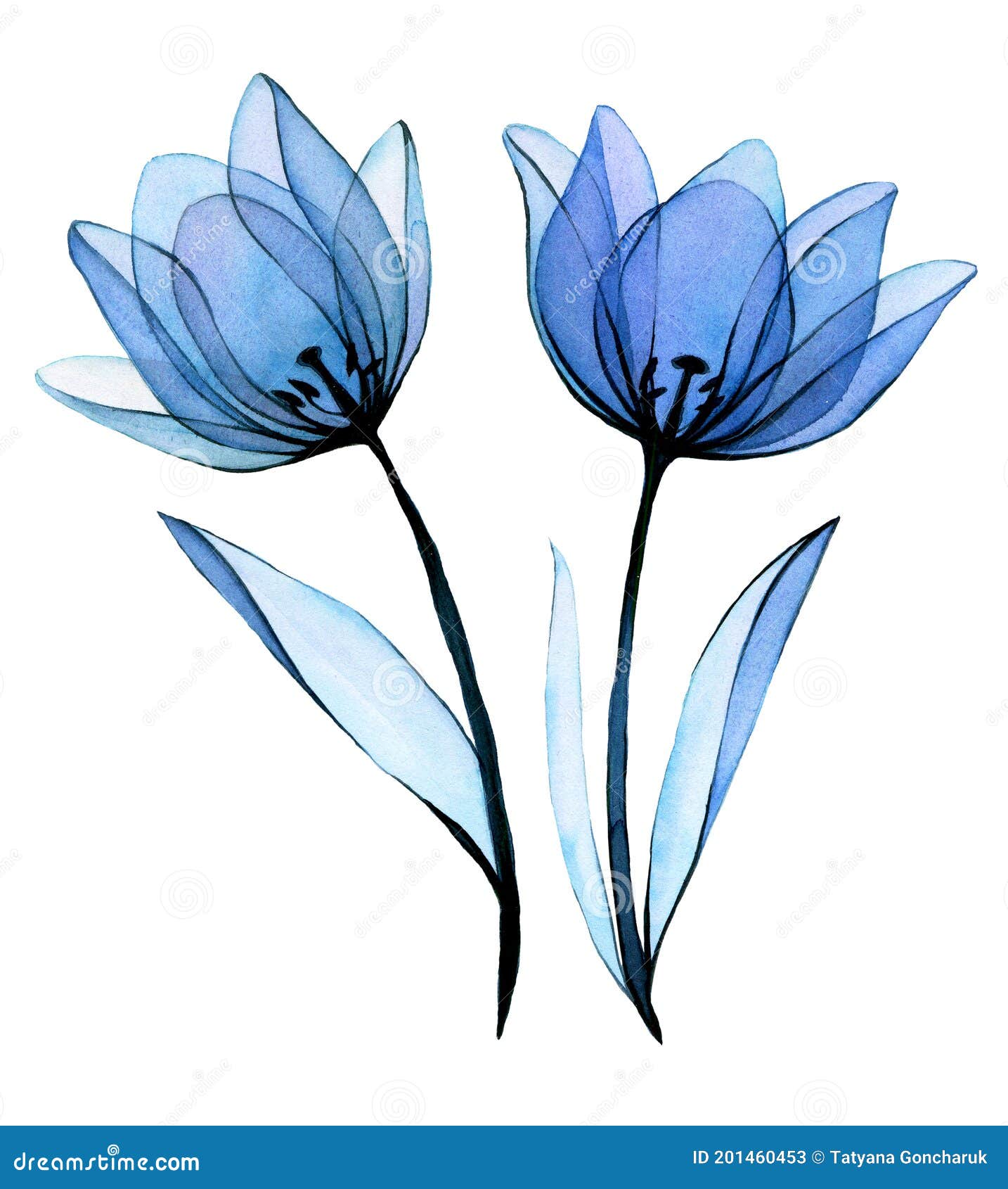 Dibujo De La Acuarela. Tulipanes Azules Transparentes De Las Flores. Flores  Transparentes De Tulipán Aisladas En El Dibujo En Blan Stock de ilustración  - Ilustración de fresco, vendimia: 201460453