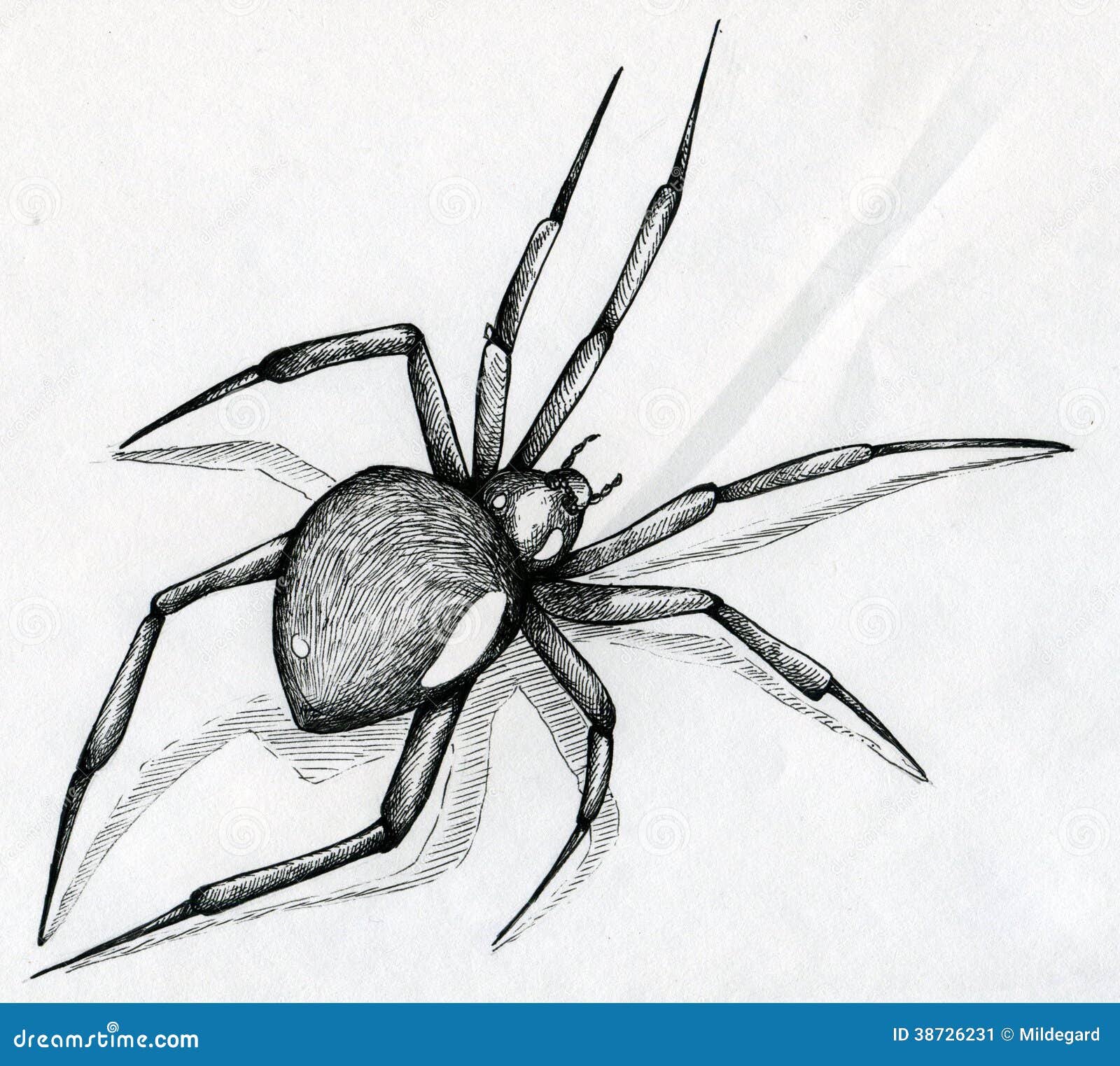 Fondo Dibujar Una Araña Negra Gigante Con Lápiz Sobre Papel Fondo Dibujo  De Imagen De Araña Imagen de Fondo Para Descarga Gratuita  Pngtreee
