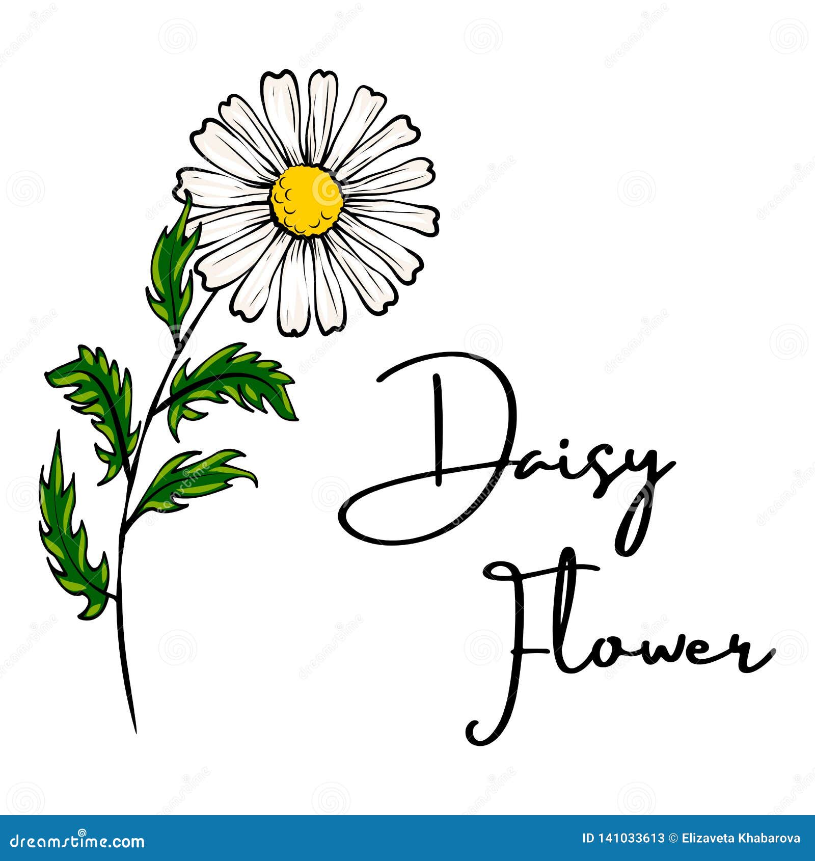 Dibujo De La Flor De La Margarita Ilustración del Vector - Ilustración de floral, herbario: 141033613 Dibujo De La Flor De La Margarita Ilustración del Vector - Ilustración de floral, herbario: 141033613