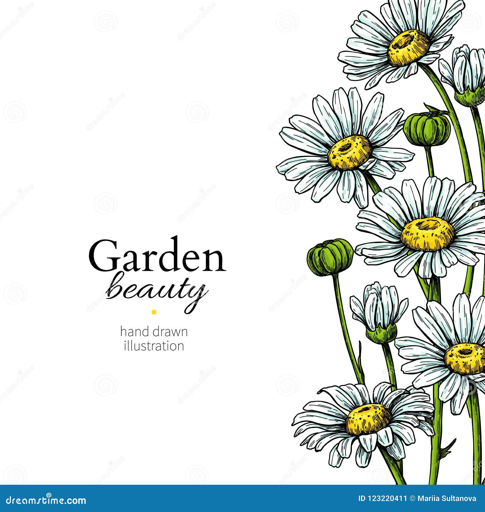 Dibujo De La Frontera De La Flor De La Margarita Marco Floral Dibujado Mano Del Vector Manzanilla Ilustración del Vector - Ilustración de ramo, margarita: 123220411 Dibujo De La Frontera De La Flor De La Margarita Marco Floral Dibujado Mano Del Vector Manzanilla Ilustración del Vector - Ilustración de ramo, margarita: 123220411
