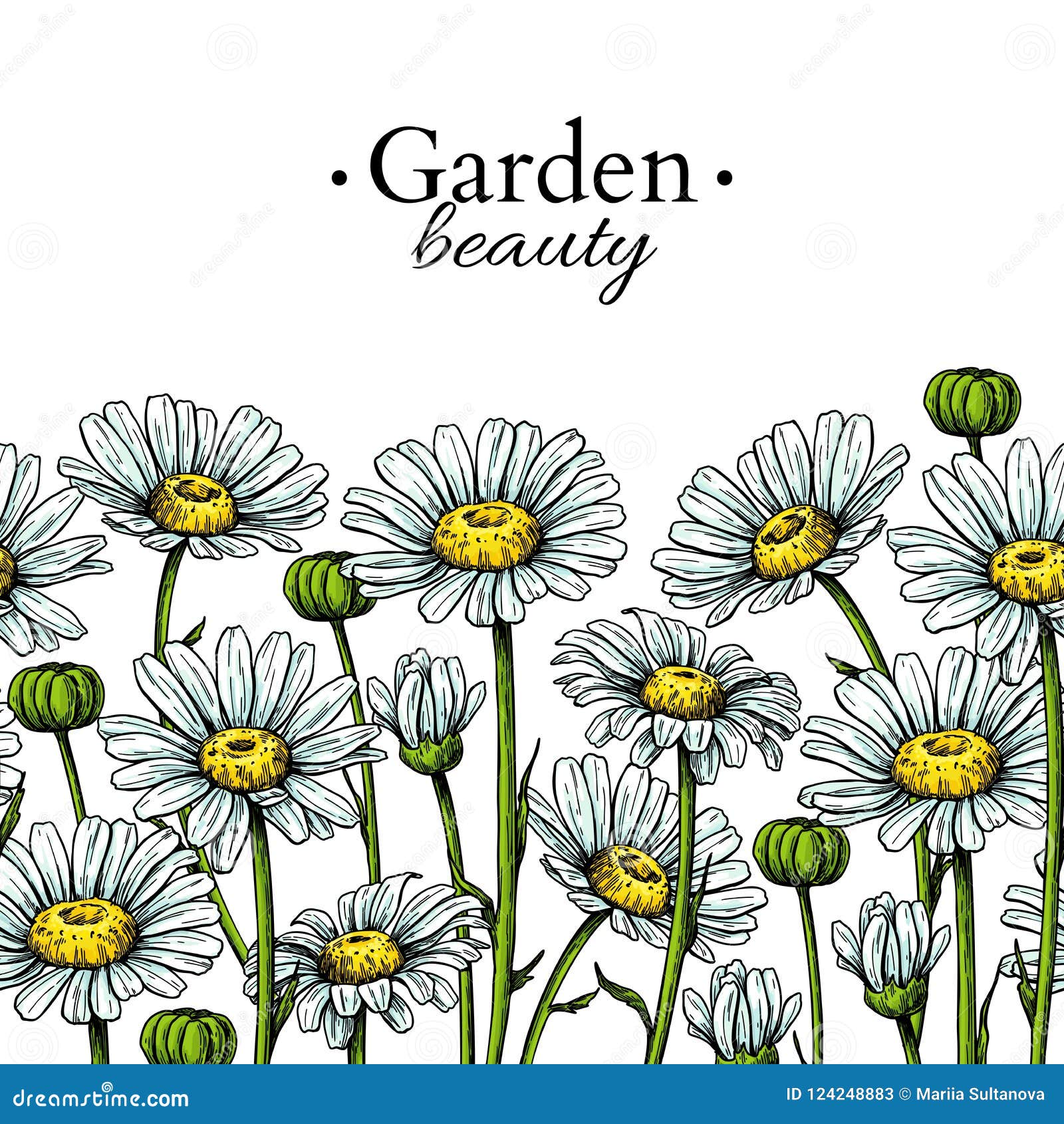 Dibujo De La Frontera De La Flor De La Margarita Modelo Inconsútil Floral Dibujado Mano Del Vector Manzanilla Ilustración del Vector - Ilustración de aislado, boda: 124248883 Dibujo De La Frontera De La Flor De La Margarita Modelo Inconsútil Floral Dibujado Mano Del Vector Manzanilla Ilustración del Vector - Ilustración de aislado, boda: 124248883