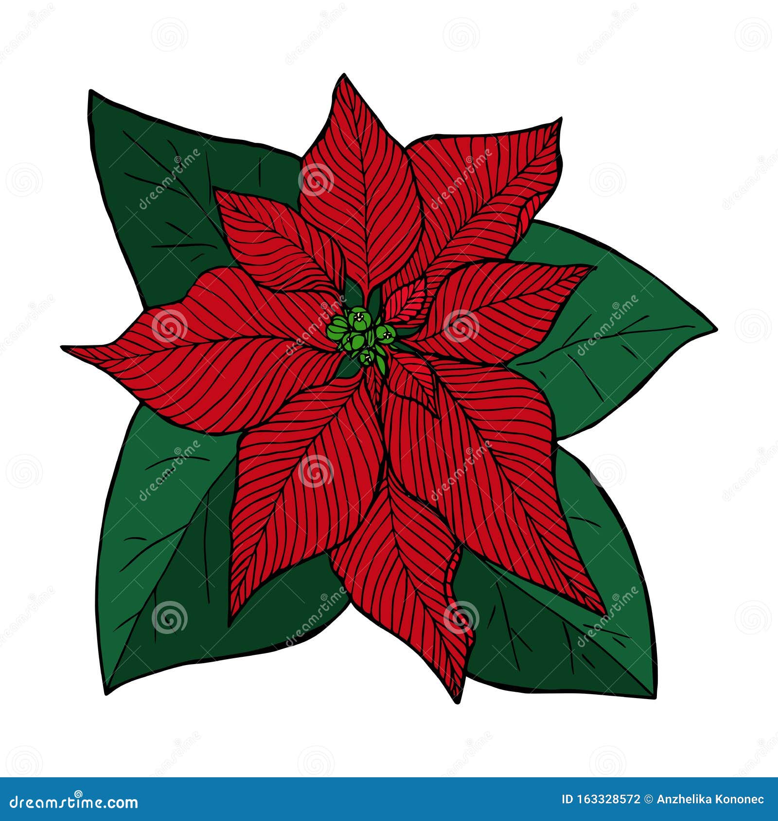 Dibujo De La Línea Roja De Poinsettia En Color, Flor De Navidad Stock de  ilustración - Ilustración de lindo, ornamento: 163328572