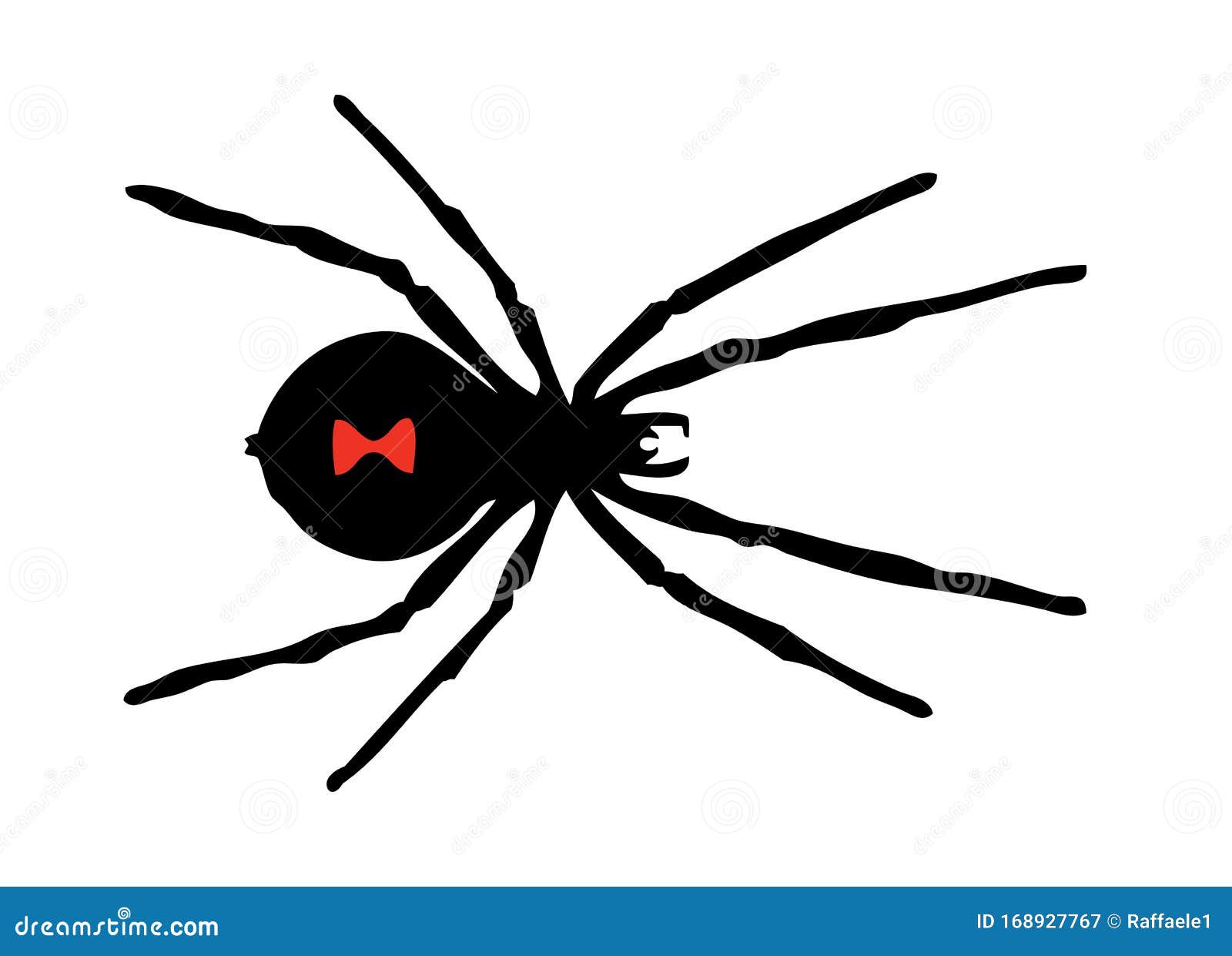 Dibujo De Spider Negro De Viuda Con Fondo Blanco Stock de ilustración -  Ilustración de viuda, azul: 168927767