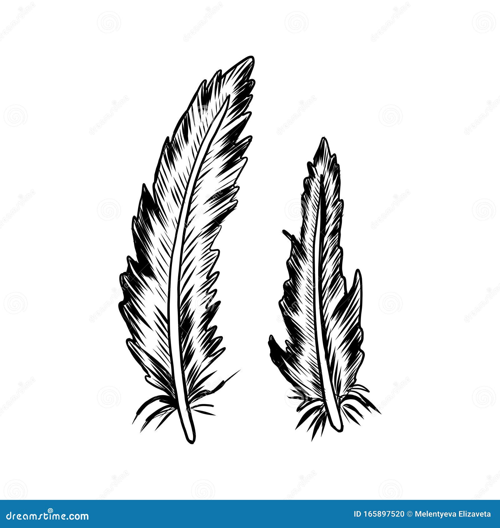 Dibujo De Tinta Dibujado a Mano Por Pluma De Ave Romántica, Ilustración Vectorial Aislada En Fondo Blanco, Decorativa Grabada Ilustración del Vector - Ilustración de ramita, mano: 165897520 Dibujo De Tinta Dibujado a Mano Por Pluma De Ave Romántica, Ilustración Vectorial Aislada En Fondo Blanco, Decorativa Grabada Ilustración del Vector - Ilustración de ramita, mano: 165897520