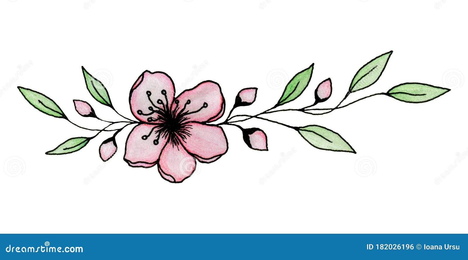 Dibujo De Tinta Y Lápiz De Sakura O Flor De Cerezo Aislado En Una  Ilustración Blanca Y Elegante De La Flor De Cerezo Stock de ilustración -  Ilustración de japonés, fondo: 182026196