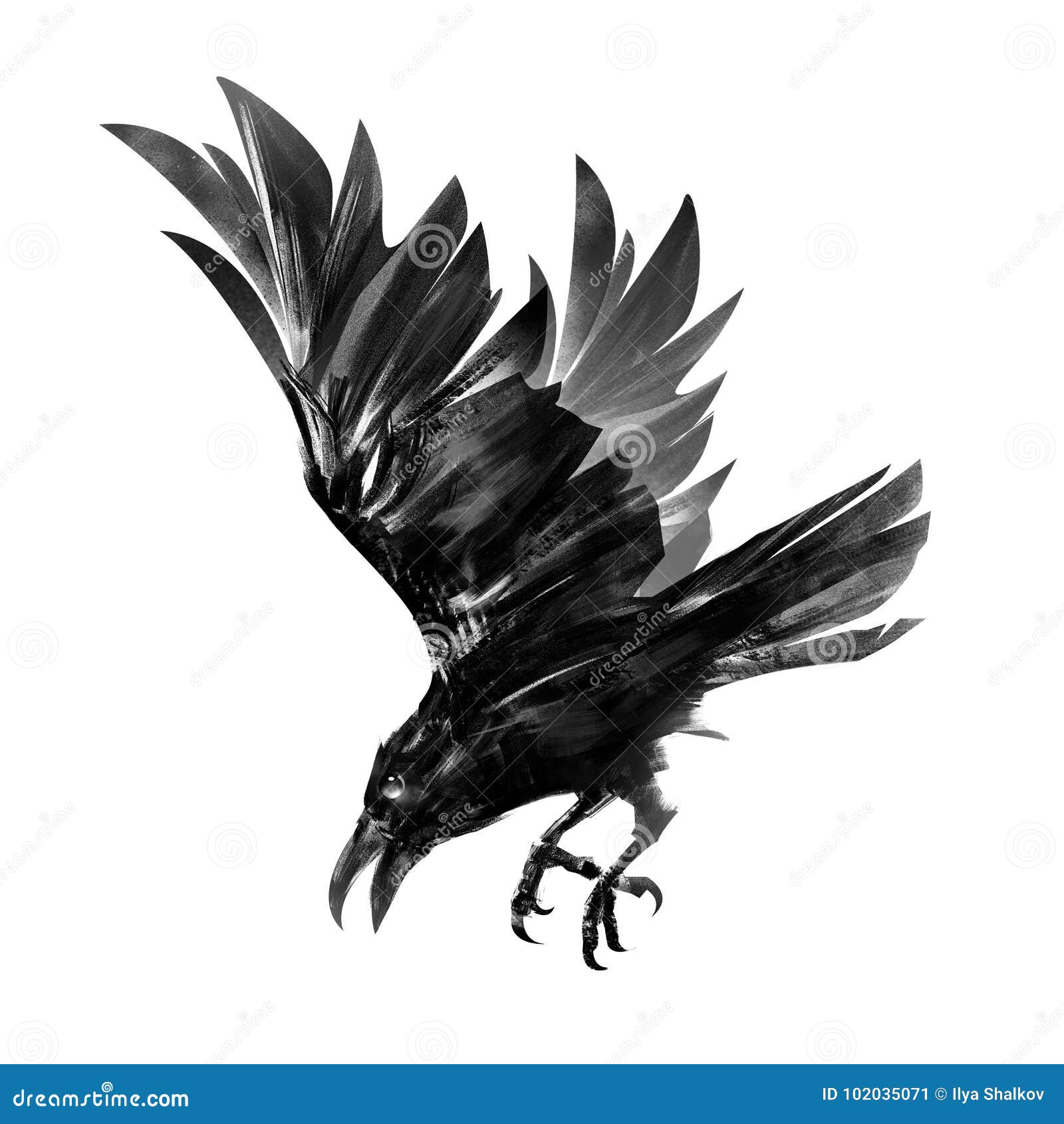 Dibujo De Un Cuervo Del Salto Bosquejo Aislado De Un Pájaro En Vuelo Imagen  de archivo - Imagen de aislado, tinta: 102035071