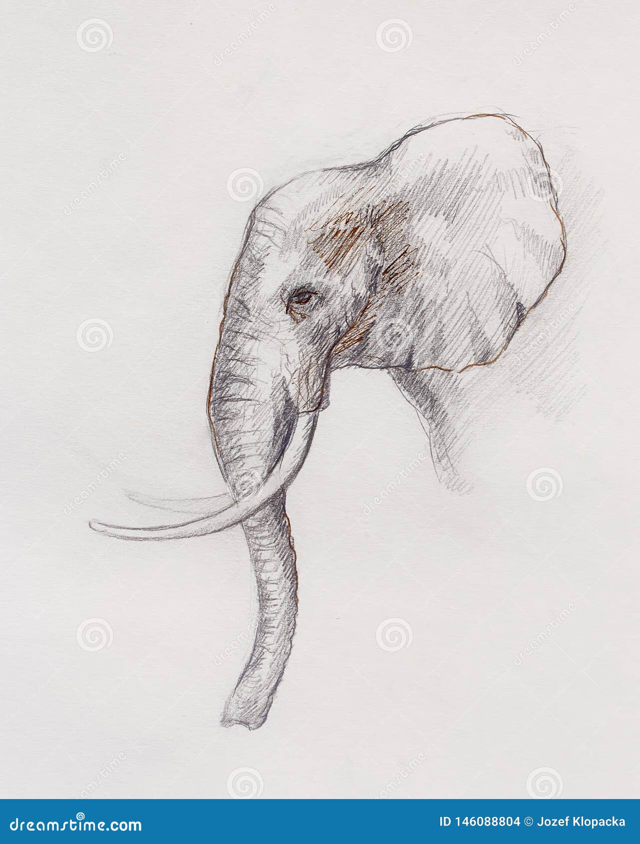 Dibujo De Un Elefante, Dibujo Del Perfil Con Las Líneas Y Sombras Stock de  ilustración - Ilustración de salir, elefante: 146088804