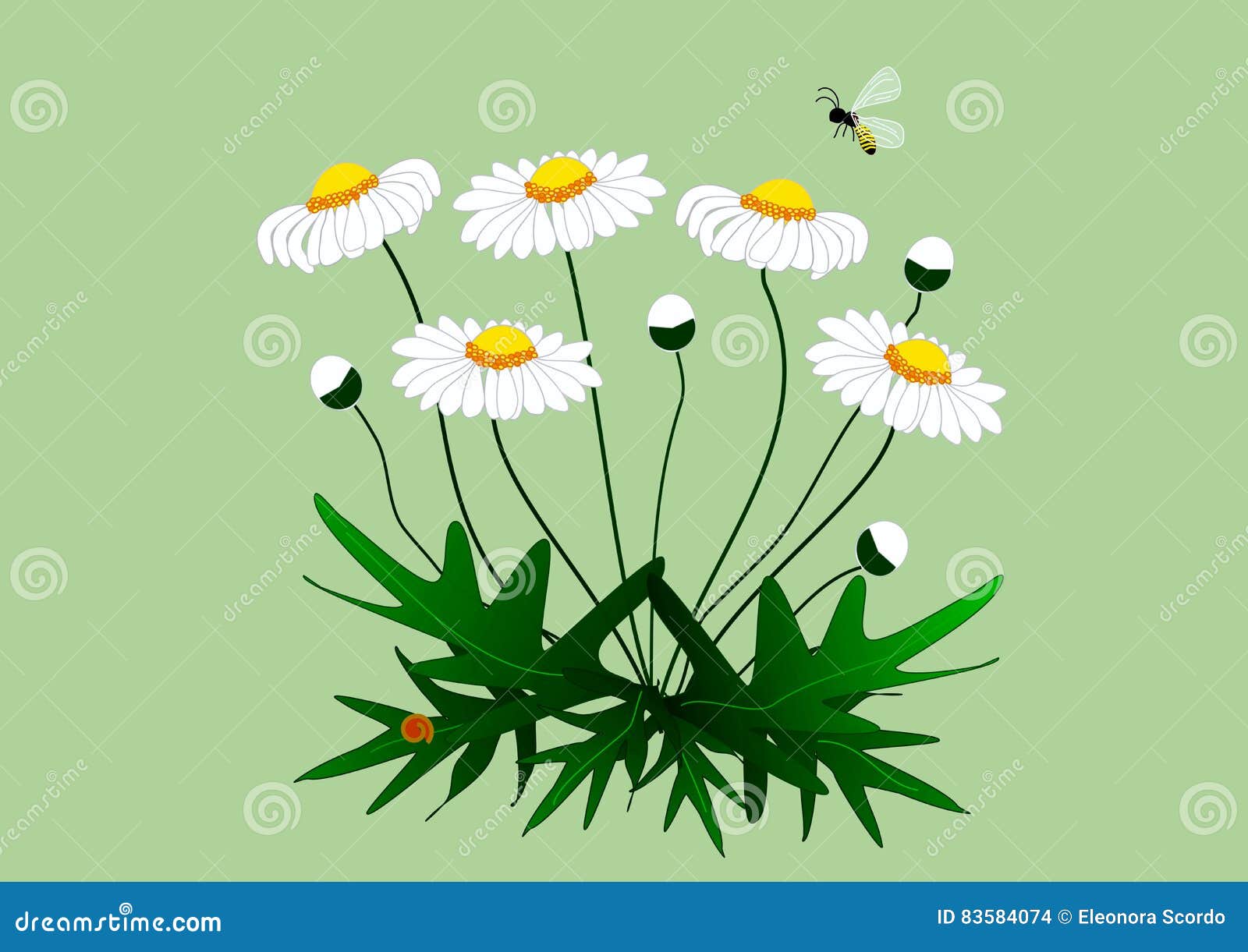 Dibujo De Una Planta De Margaritas Con Las Flores Stock de ilustración -  Ilustración de hojas, italia: 83584074