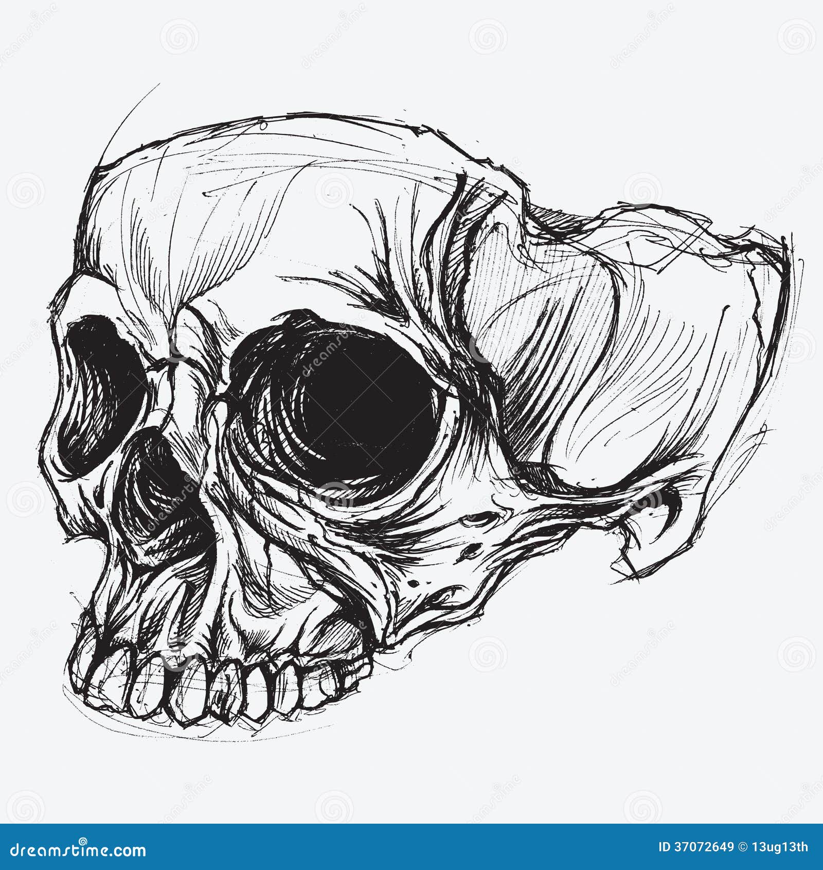 Dibujo del cráneo ilustración del vector. Ilustración de espeluznante -  37072649