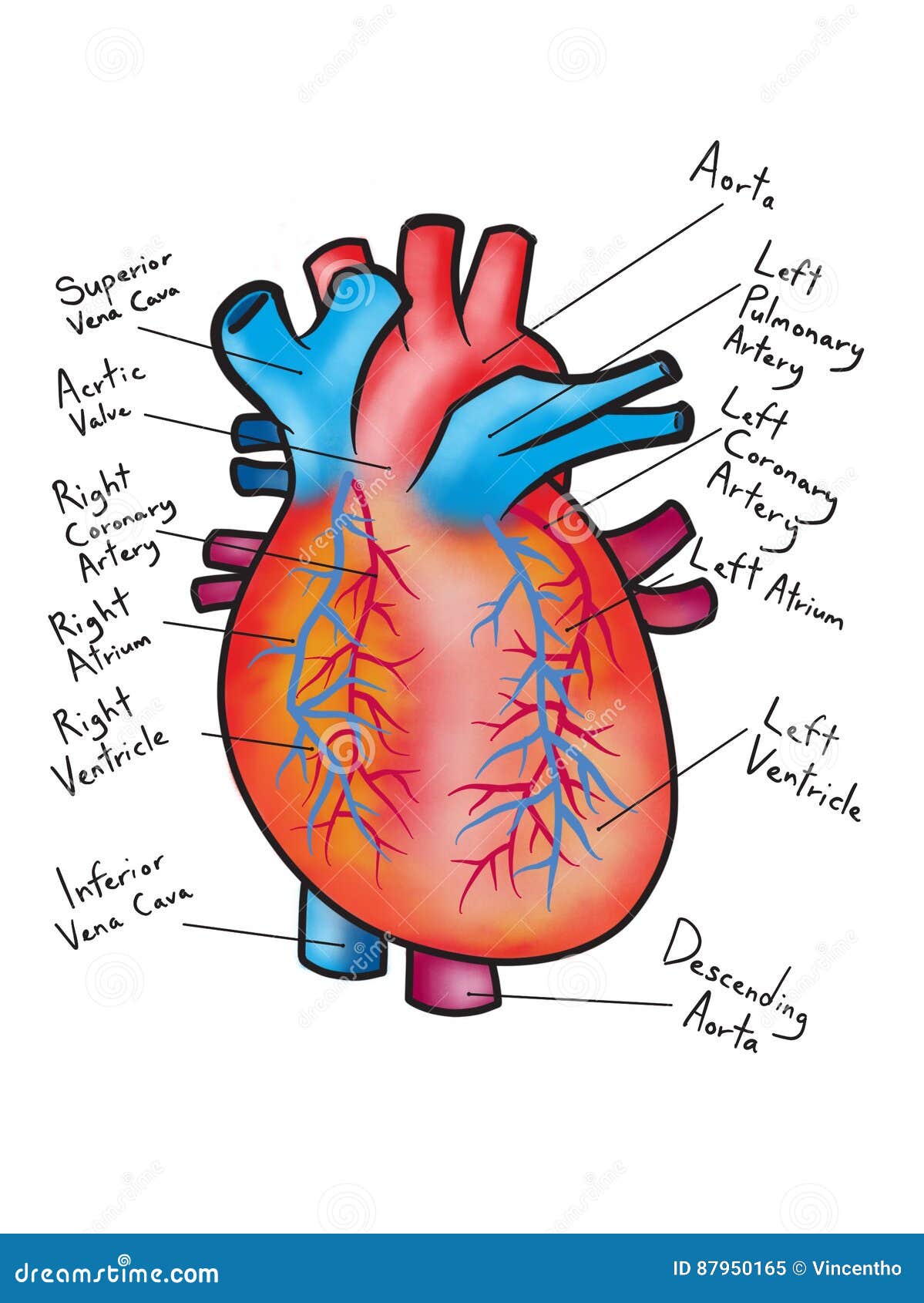 Dibujo Del Ejemplo Humano Del Diagrama Del Corazón Imagen de archivo - Ilustración de médico, historieta: 87950165 Dibujo Del Ejemplo Humano Del Diagrama Del Corazón Imagen de archivo - Ilustración de médico, historieta: 87950165