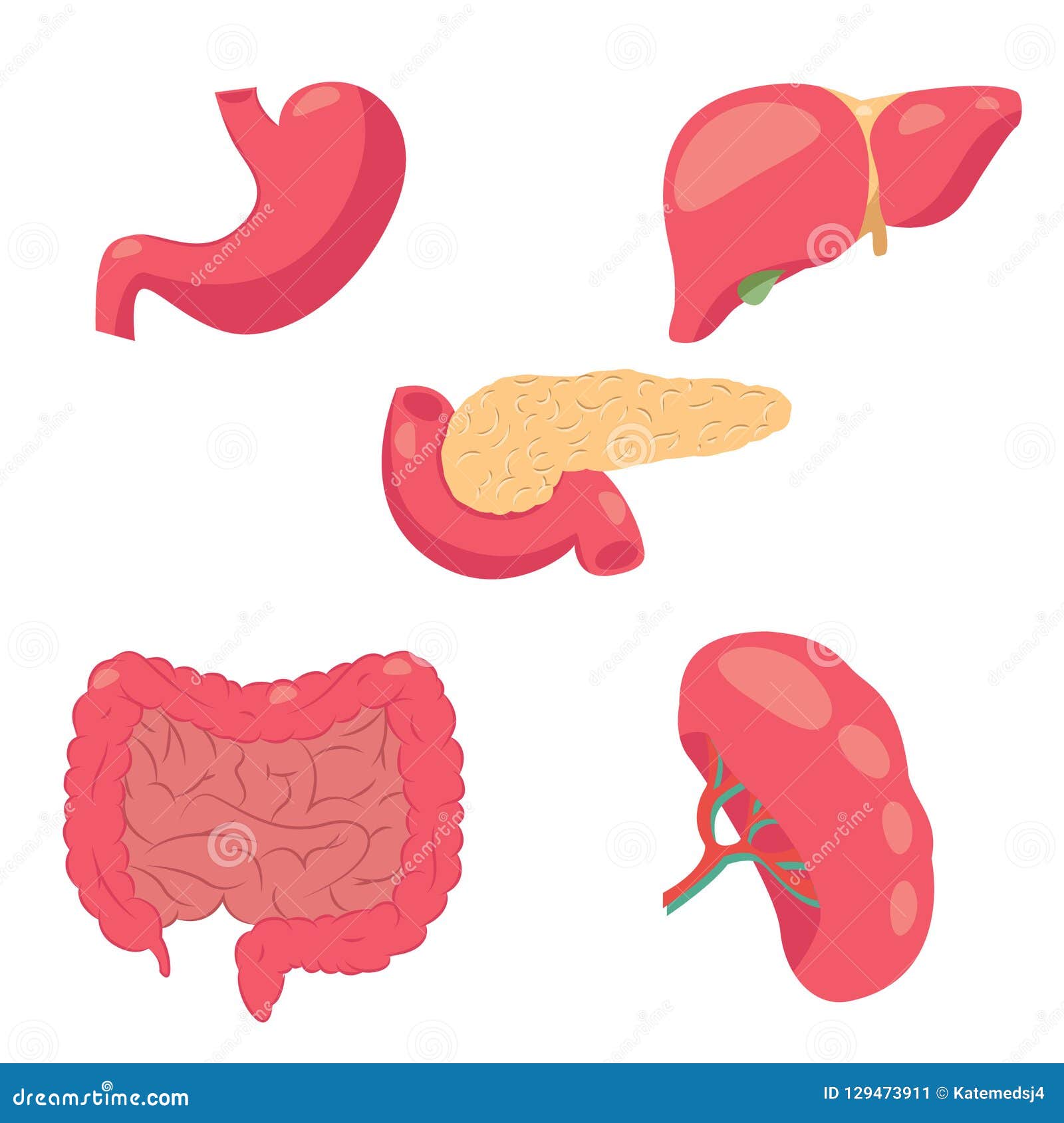 Dibujo Del Sistema Digestivo Humano Ilustración del Vector - Ilustración de  humano, vector: 129473911