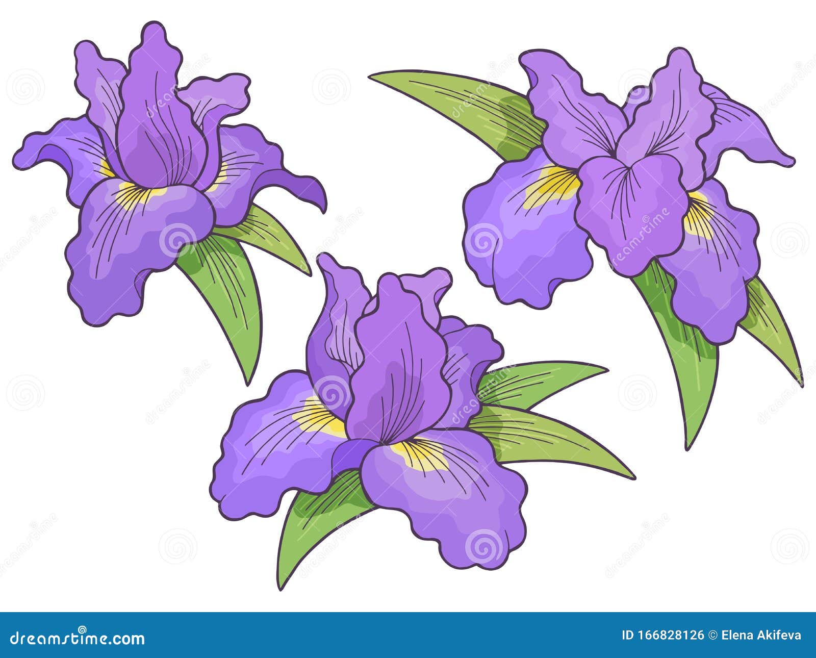 Dibujo Gráfico De Flor Iris Conjunto De Ilustraciones De Dibujo Vectorial  Ilustración del Vector - Ilustración de adornado, forma: 166828126