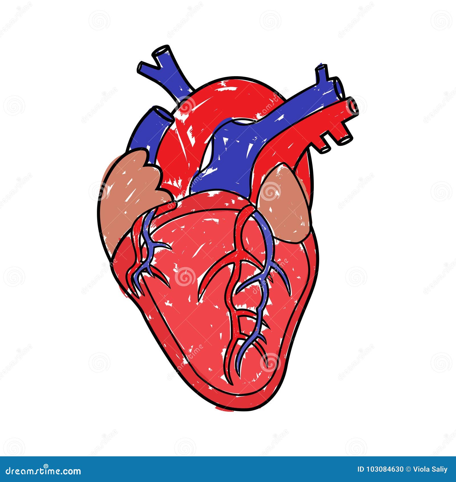 Dibujo humano del corazón ilustración del vector. Ilustración de aorta - 103084630 Dibujo humano del corazón ilustración del vector. Ilustración de aorta - 103084630