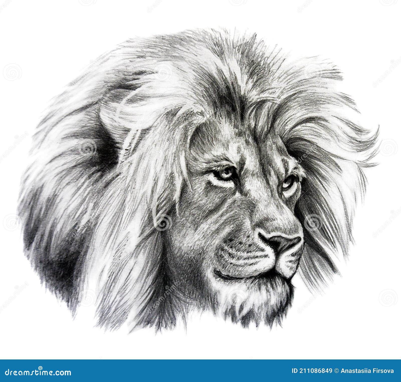 Dibujo a Lápiz De Cabeza De León. Dibujo Detallado De Animales Stock de  ilustración - Ilustración de cubo, felino: 211086849