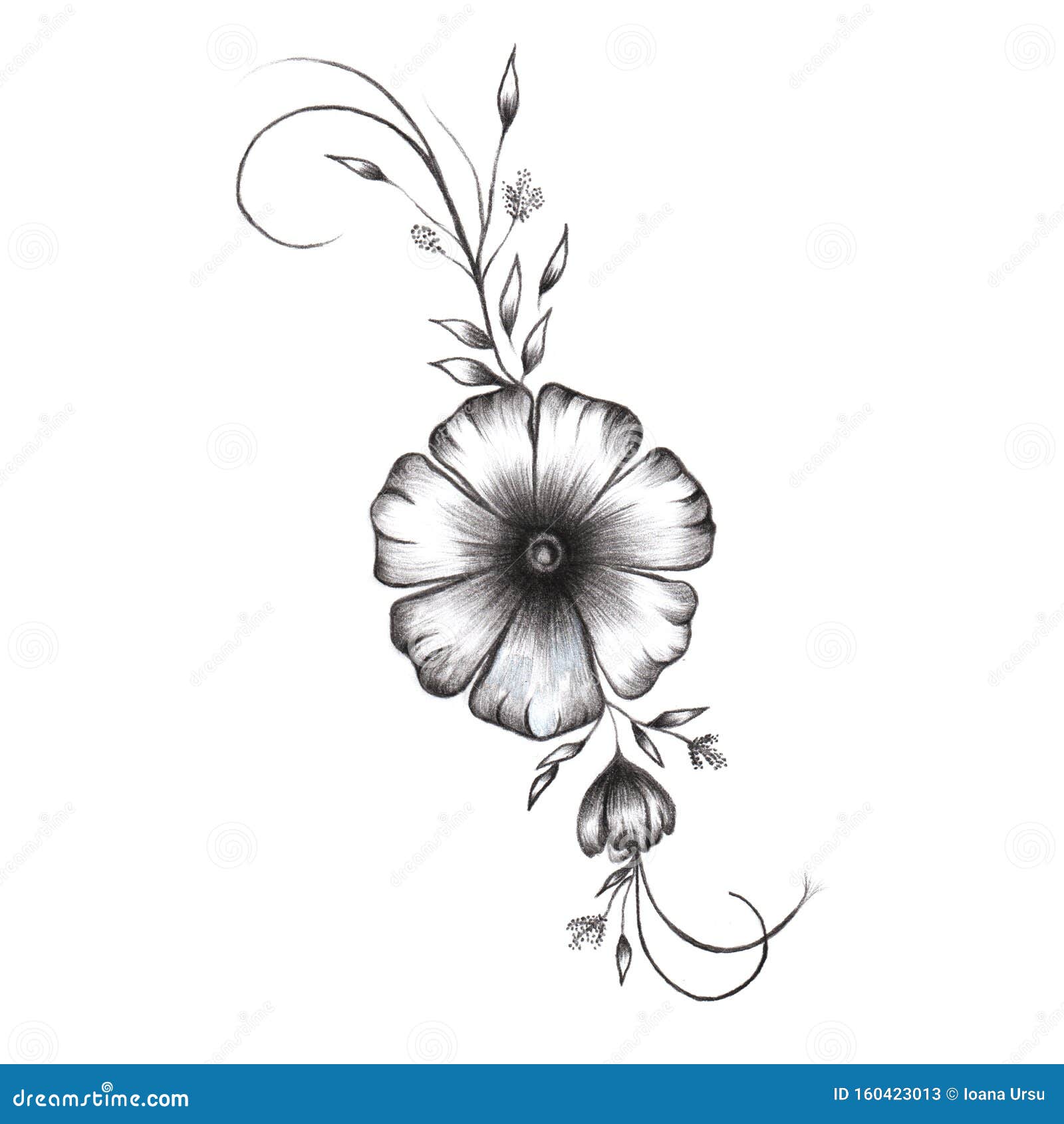 Dibujo a Lápiz De Flores Monocromáticas Aisladas En Fondo Blanco Stock de ilustración - Ilustración de belleza, arte: 160423013 Dibujo a Lápiz De Flores Monocromáticas Aisladas En Fondo Blanco Stock de ilustración - Ilustración de belleza, arte: 160423013