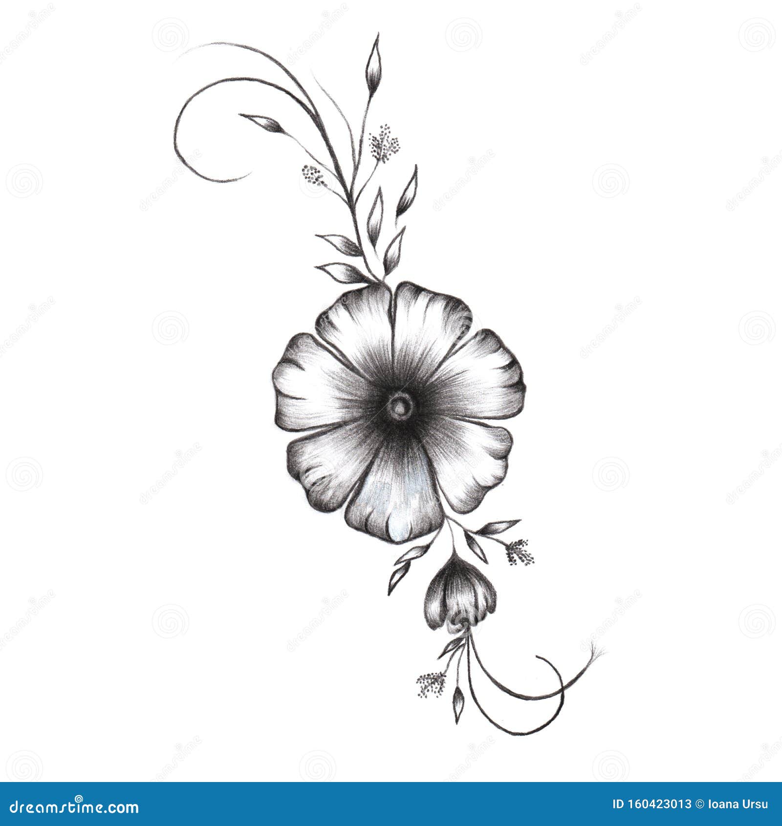 Dibujo a LÃ¡piz De Flores MonocromÃ¡ticas Aisladas En Fondo Blanco Stock de  ilustración - Ilustración de belleza, arte: 160423013