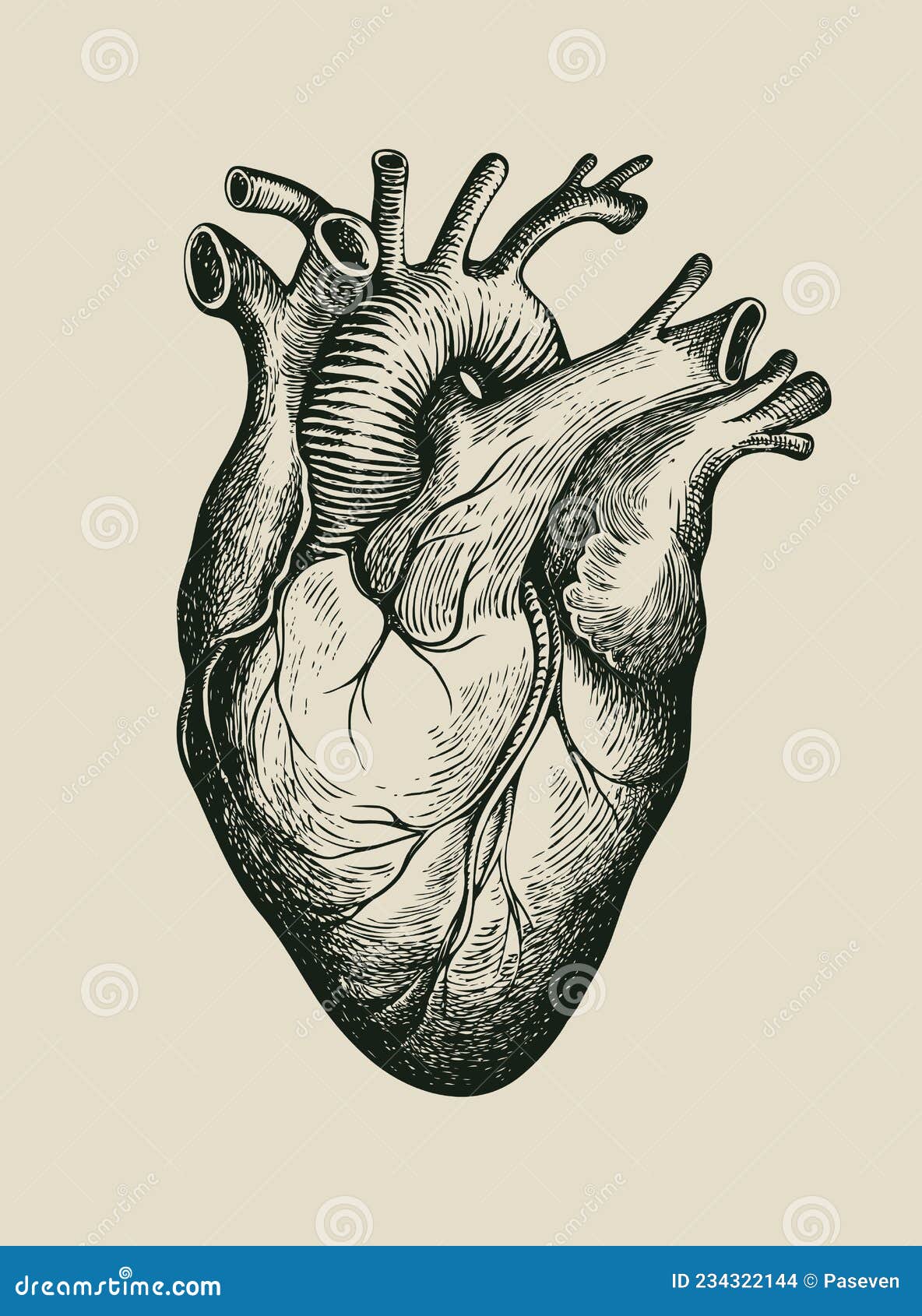 Dibujo a Lápiz De Un Corazón Humano En Estilo Retro Ilustración del Vector  - Ilustración de valentina, trasplante: 234322144