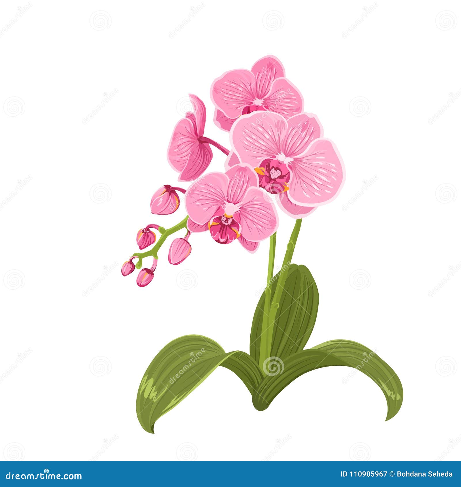 Dibujo Realista De La Orquídea De La Flor Rosada Del Phalaenopsis  Ilustración del Vector - Ilustración de brote, floral: 110905967